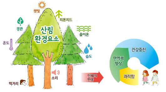 산림환경요소(햇빛,피톤치드,음이온,습도,소리,먹거리,온도,경관)인체의반응은 면역력향상,건강증진,쾌적함