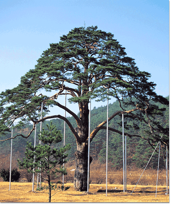 속리산의 정이품소나무(천연기념물 제103호)