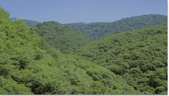 울창한 천연 활엽수림(강원도 계방산)