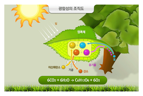 식물은 광합성을 통하여 이산화탄소를 흡수하고 산소를 방출하면서 나무와 토양에 탄소를 저장한다. 이 탄소는 다시 식물의 호흡이나 유기물의 분해를 통하여 대기중으로 방출되는 광합성의 조직도 그림입니다