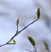 2008년 (2.8cm)