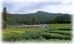 대모산_1