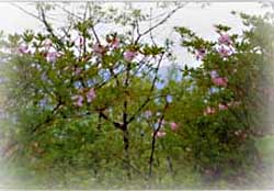 봉복산_1