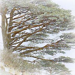 부봉_3