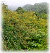 송악산_1