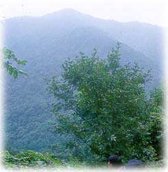 송악산_3