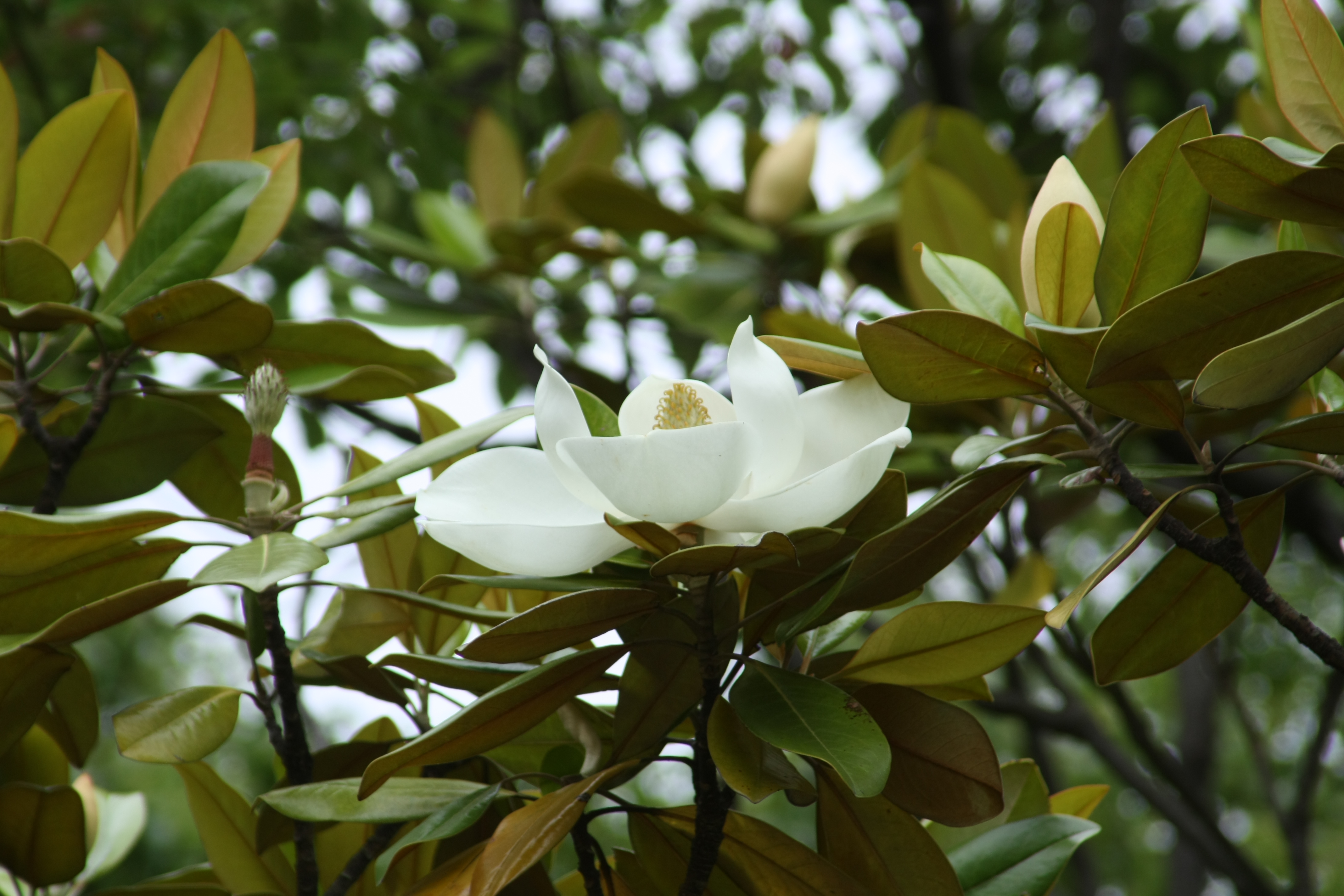 태산목 IMG_2734