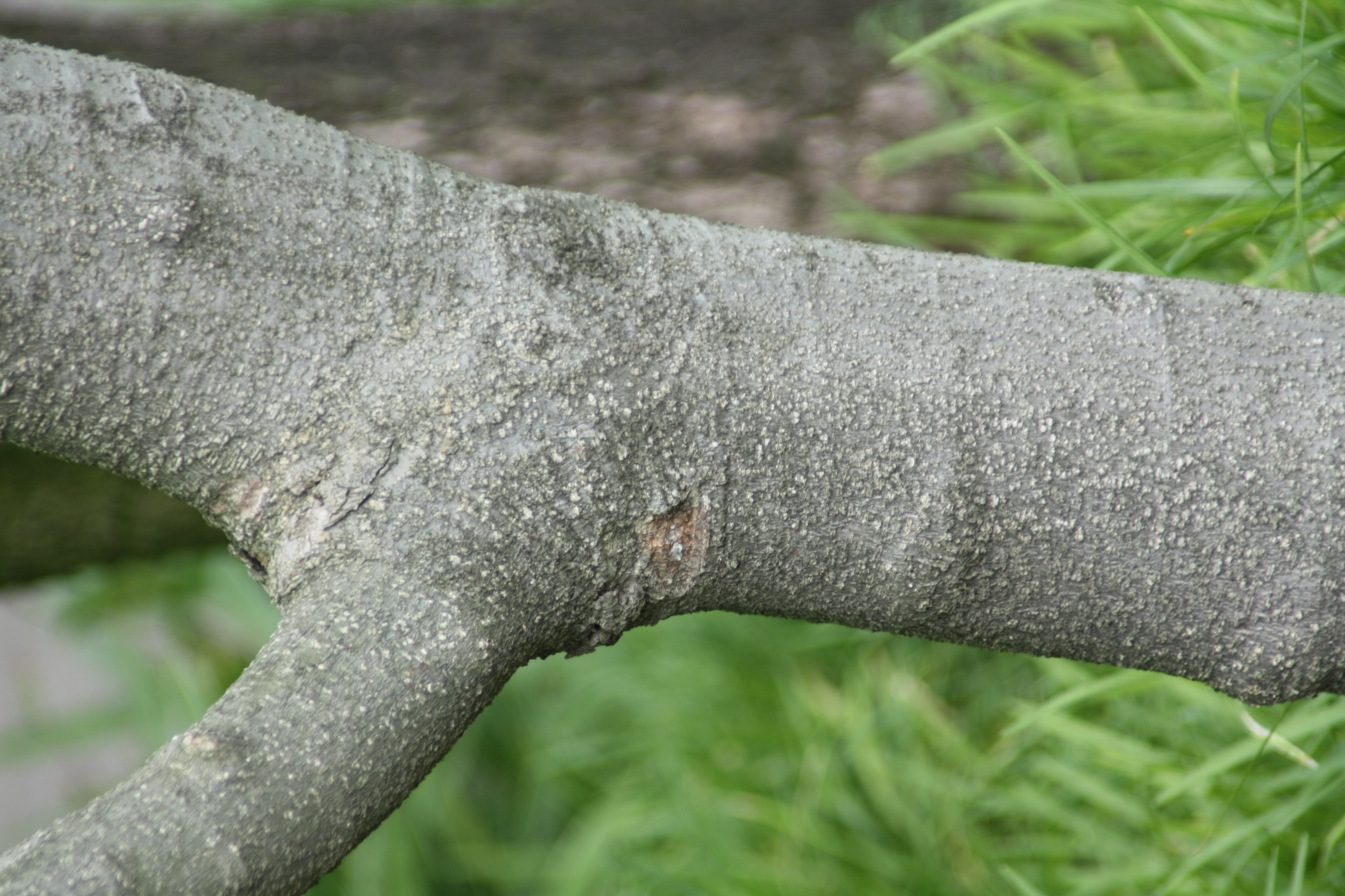 태산목 IMG_2740