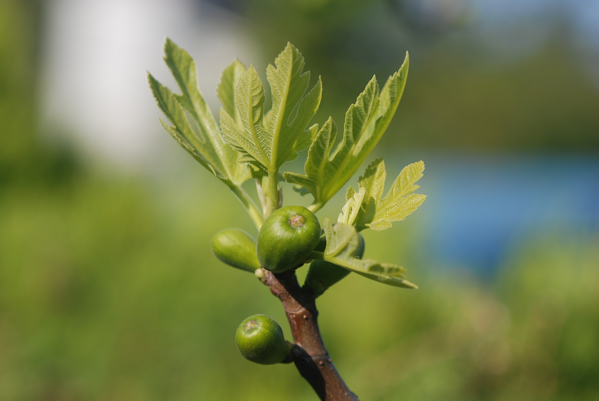 무화과 Ficus erecta_천선과나무_090625_01