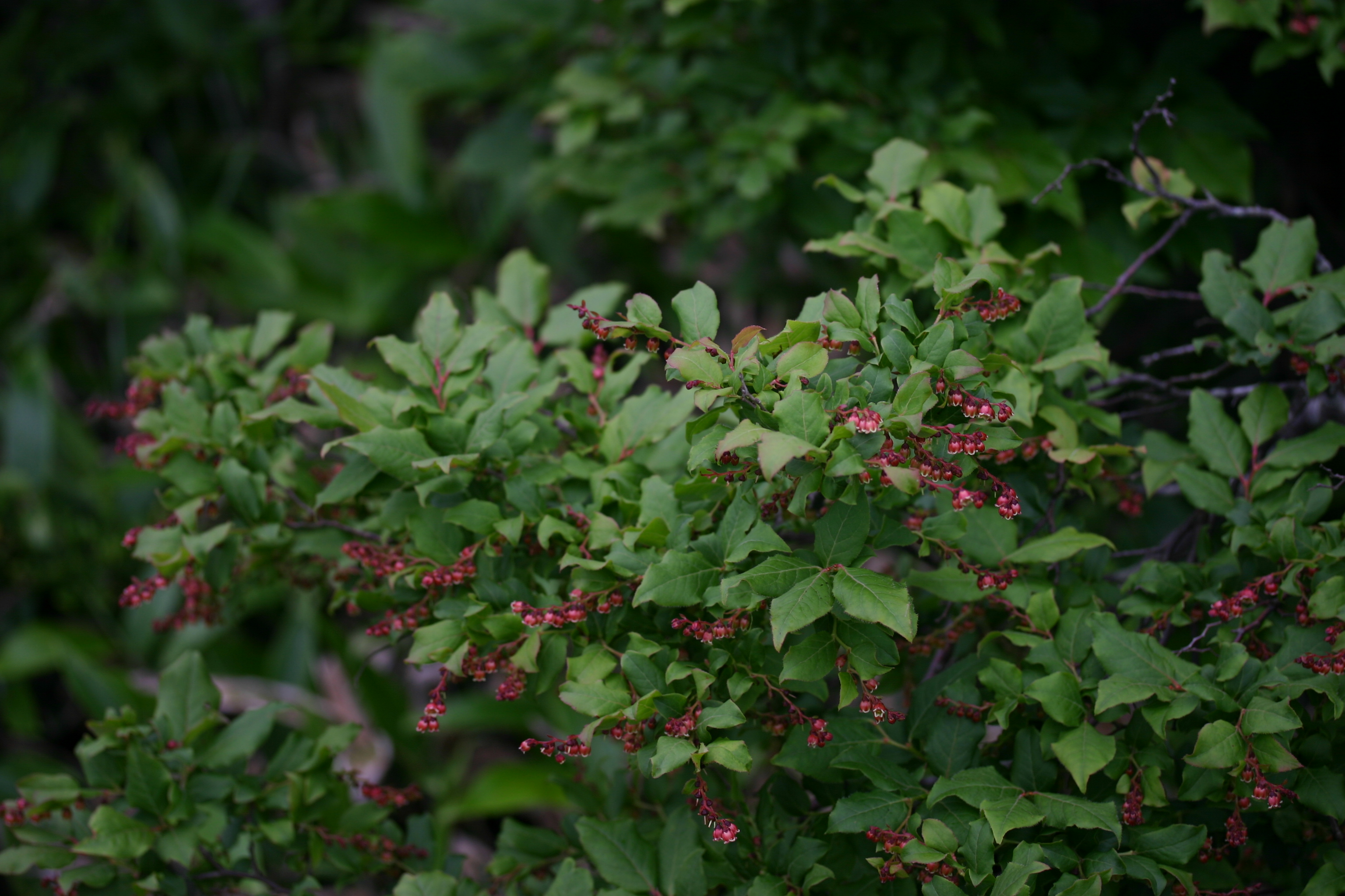 정금나무 IMG_6995