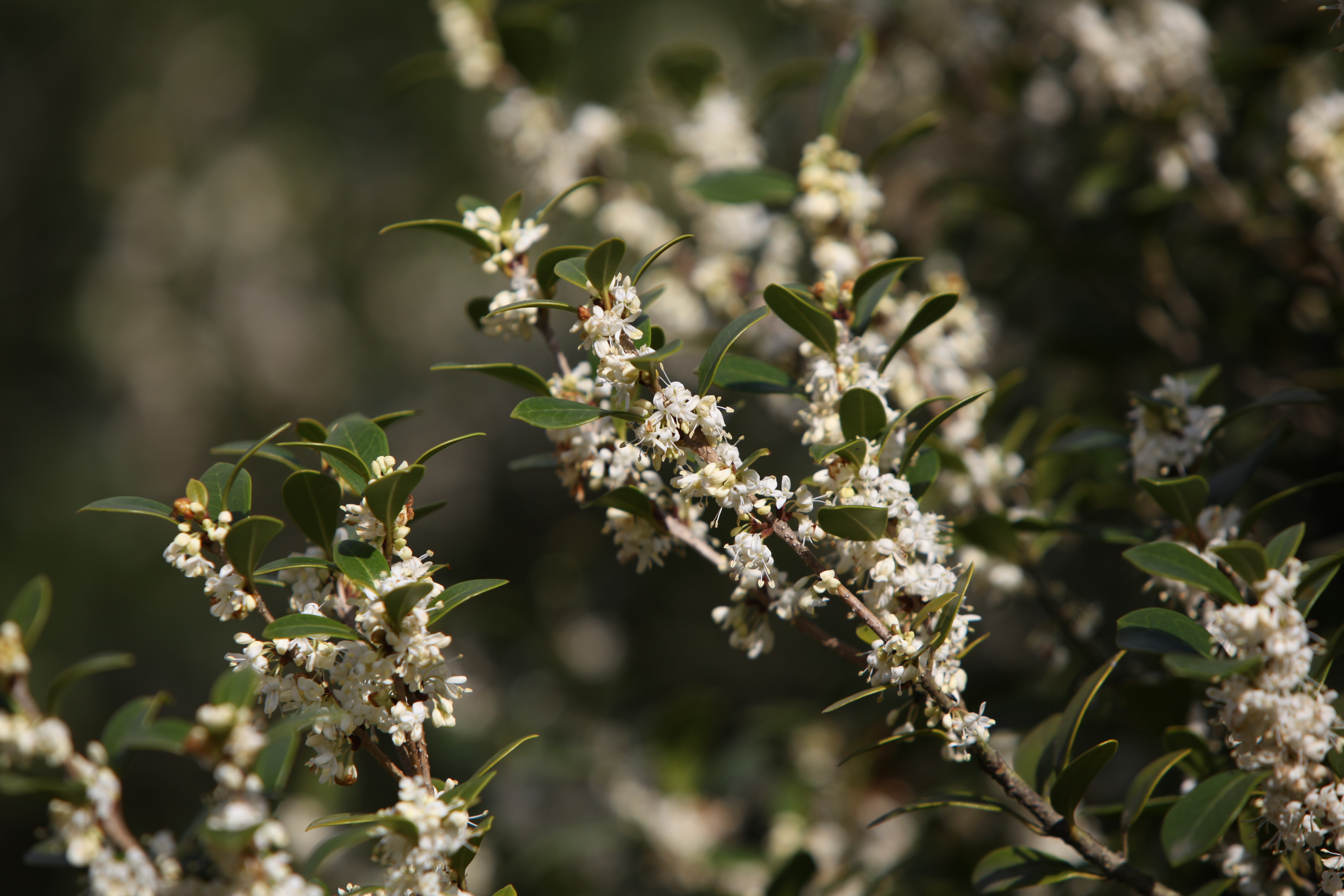 목서 IMG_6041