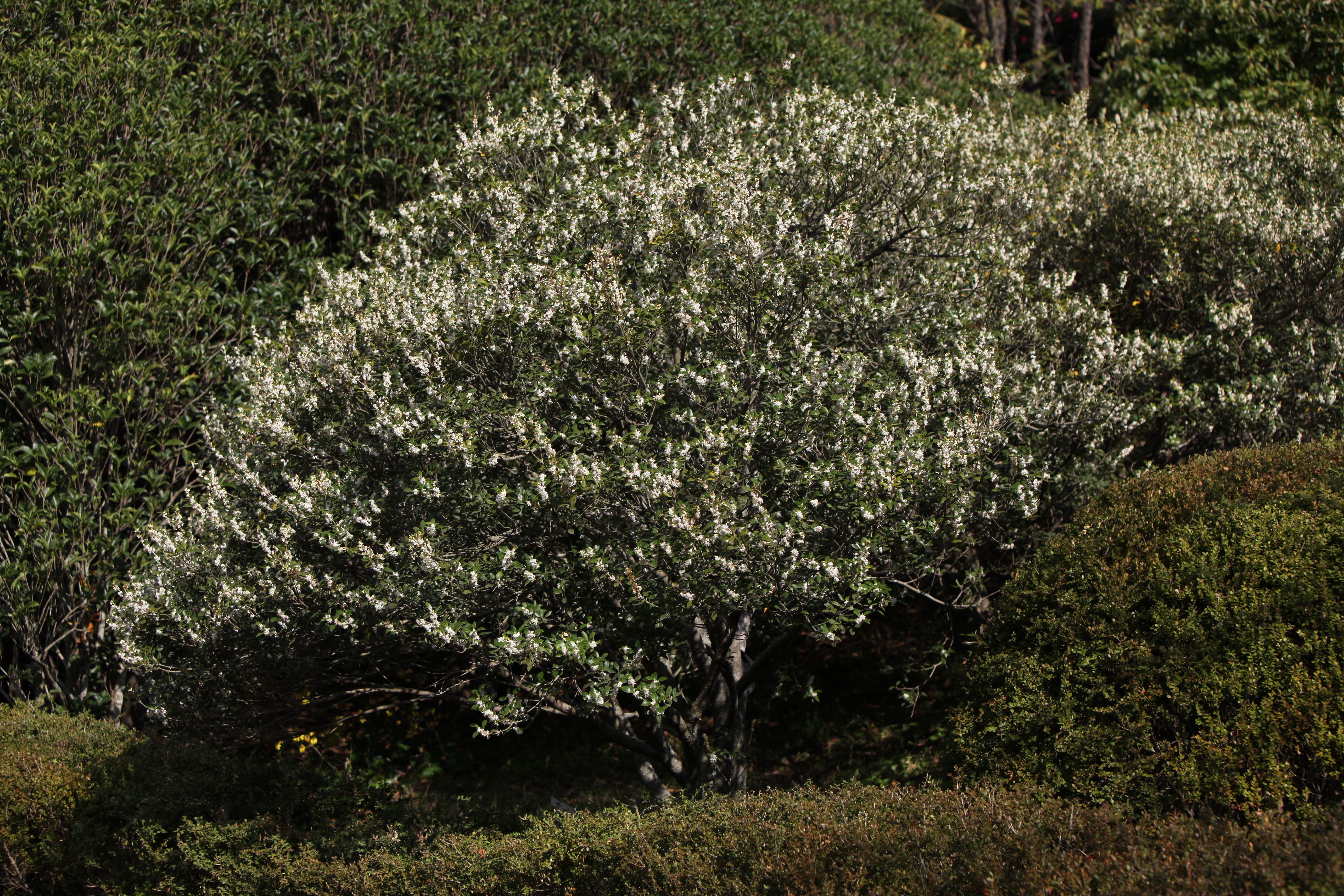 목서 IMG_6051