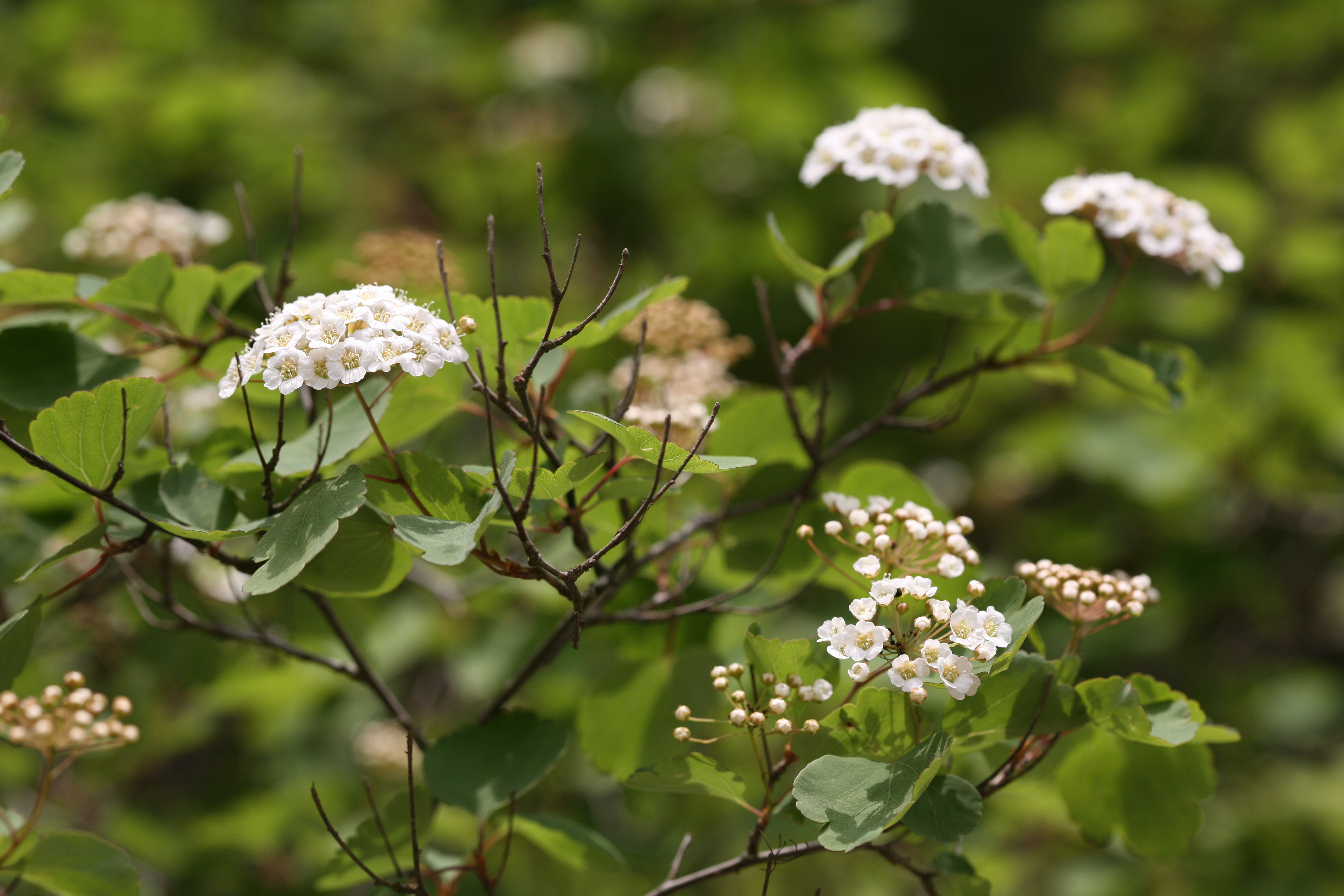 산조팝나무 산조팝나무2_090520_백암산_한병우