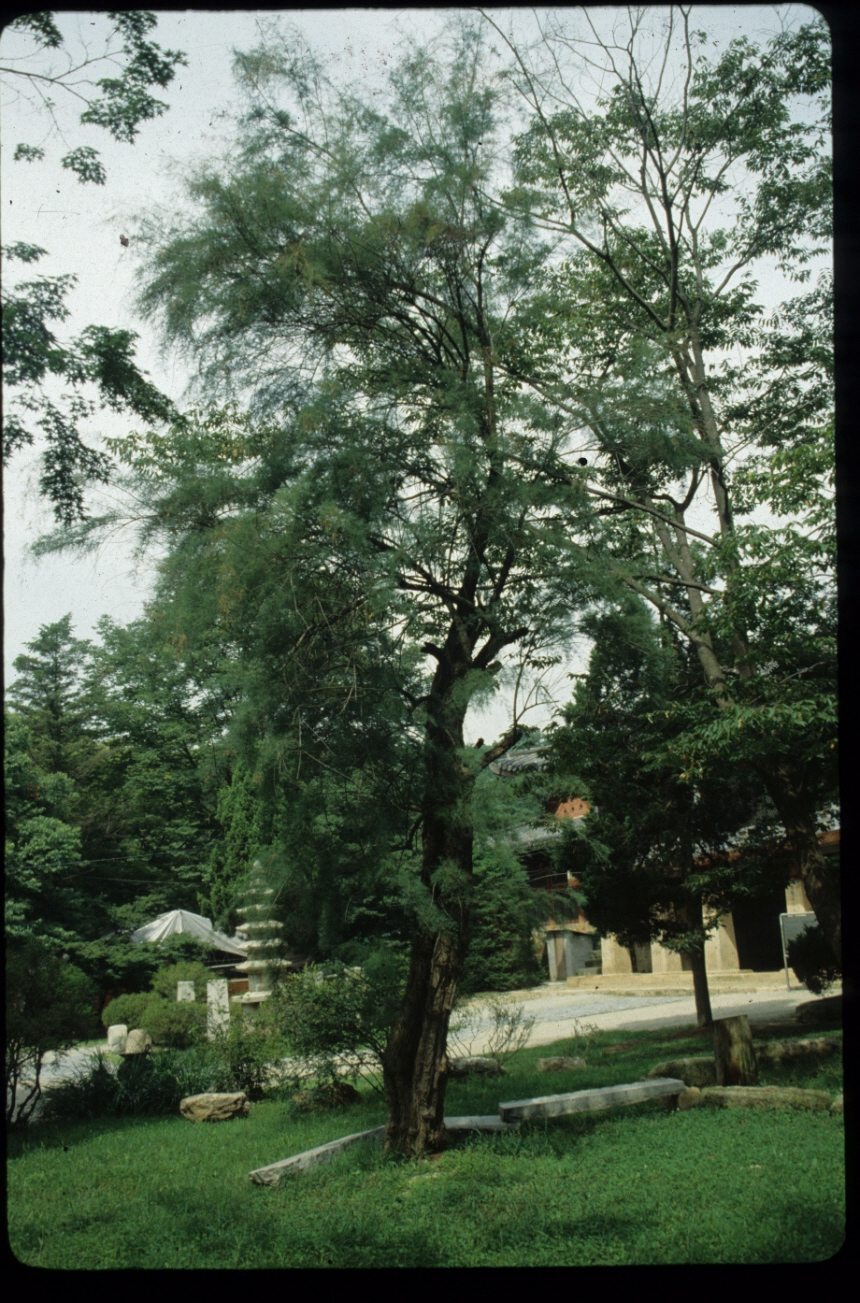 위성류 IMG_5675