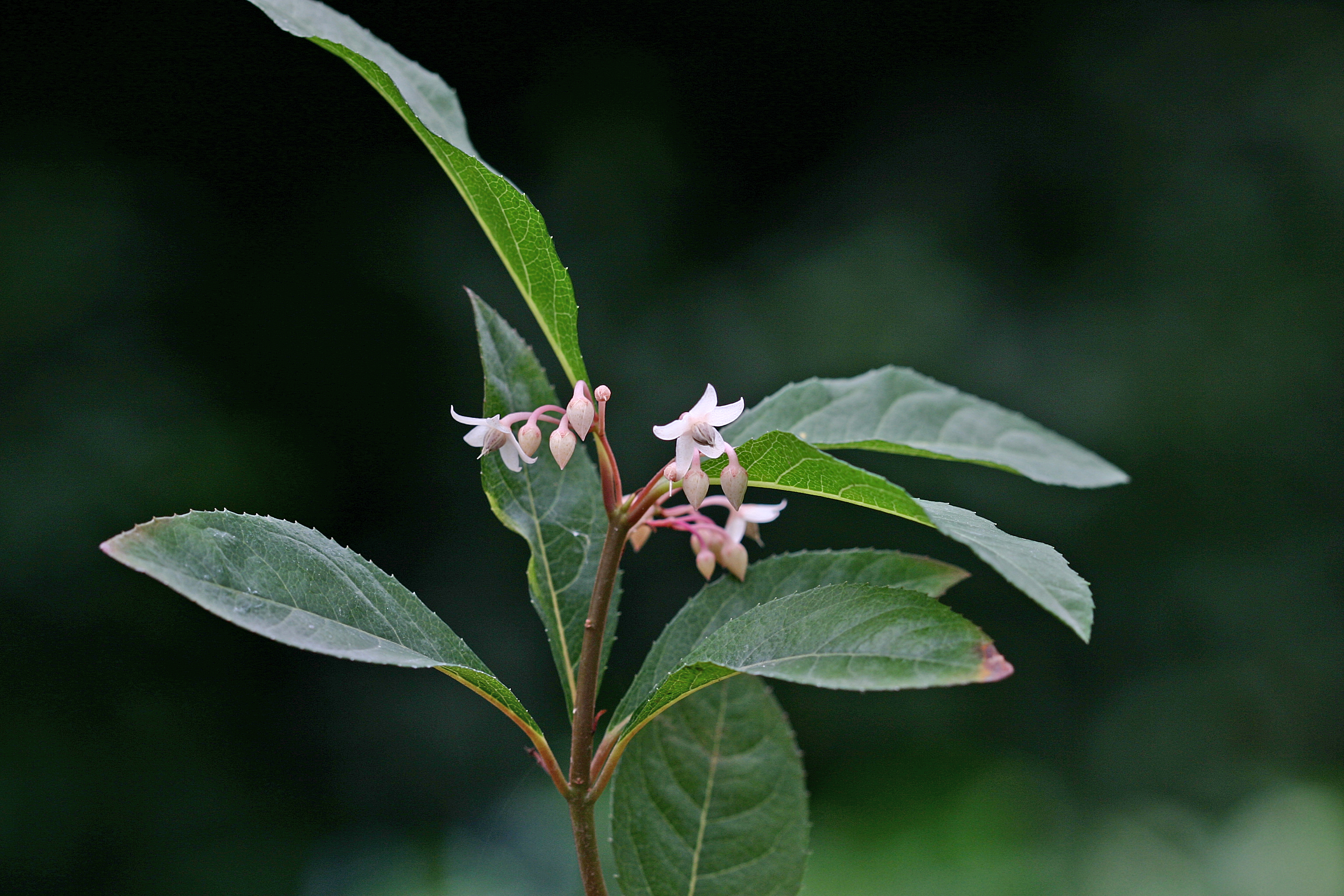 자금우 IMG_6267