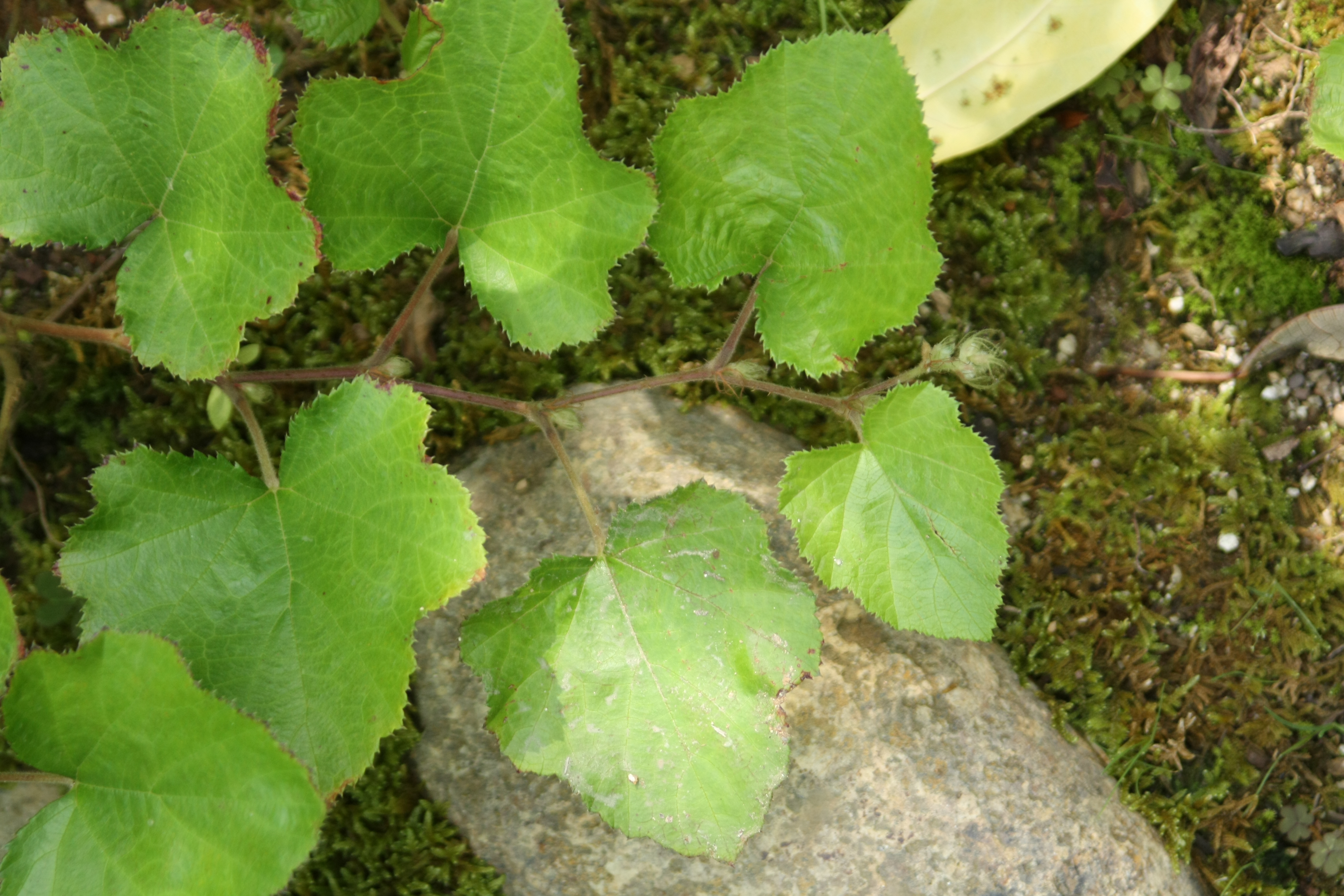 겨울딸기 IMG_2477