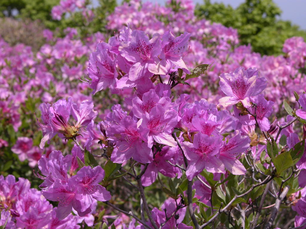 산철쭉 IMG_0510