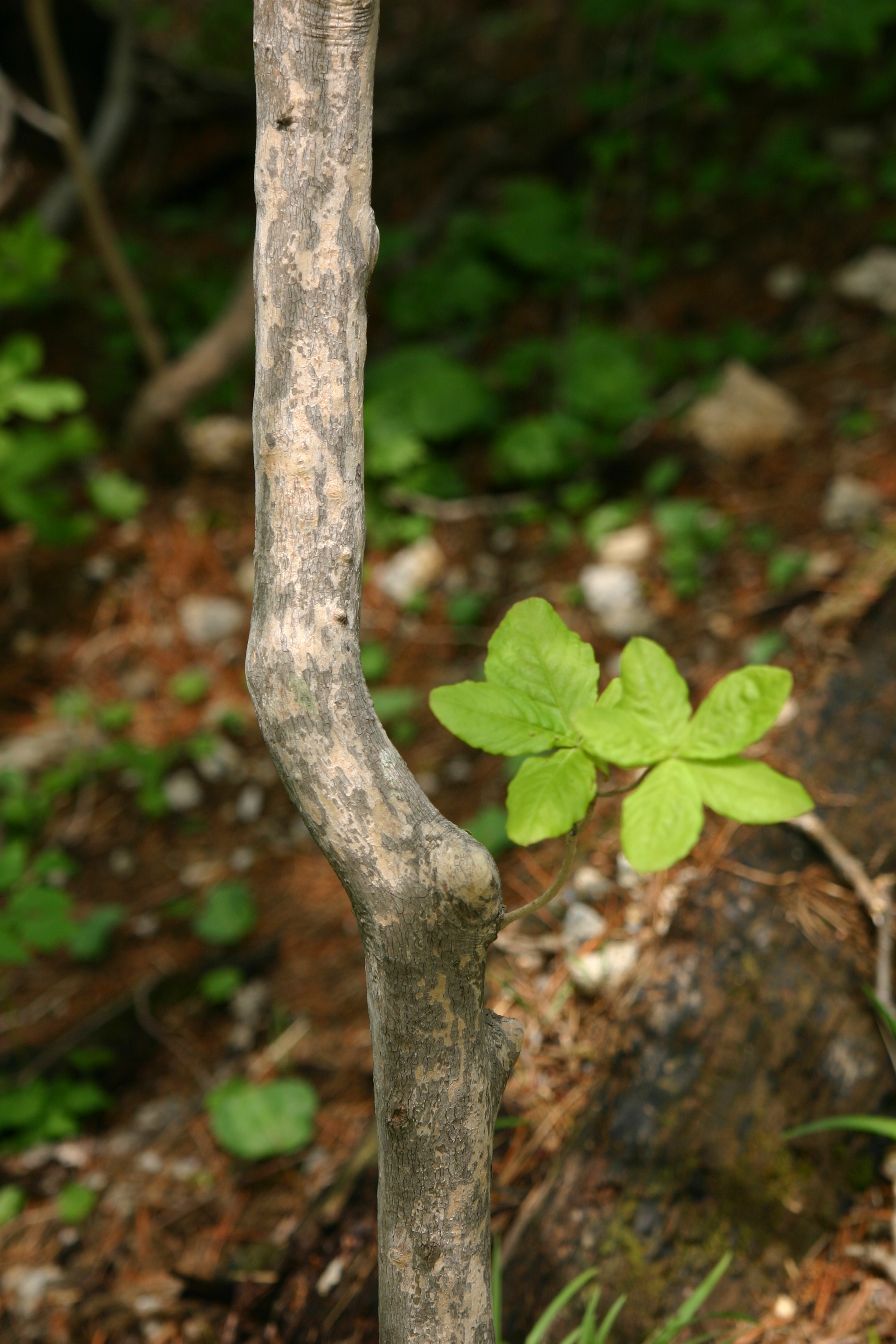 철쭉꽃 IMG_8866