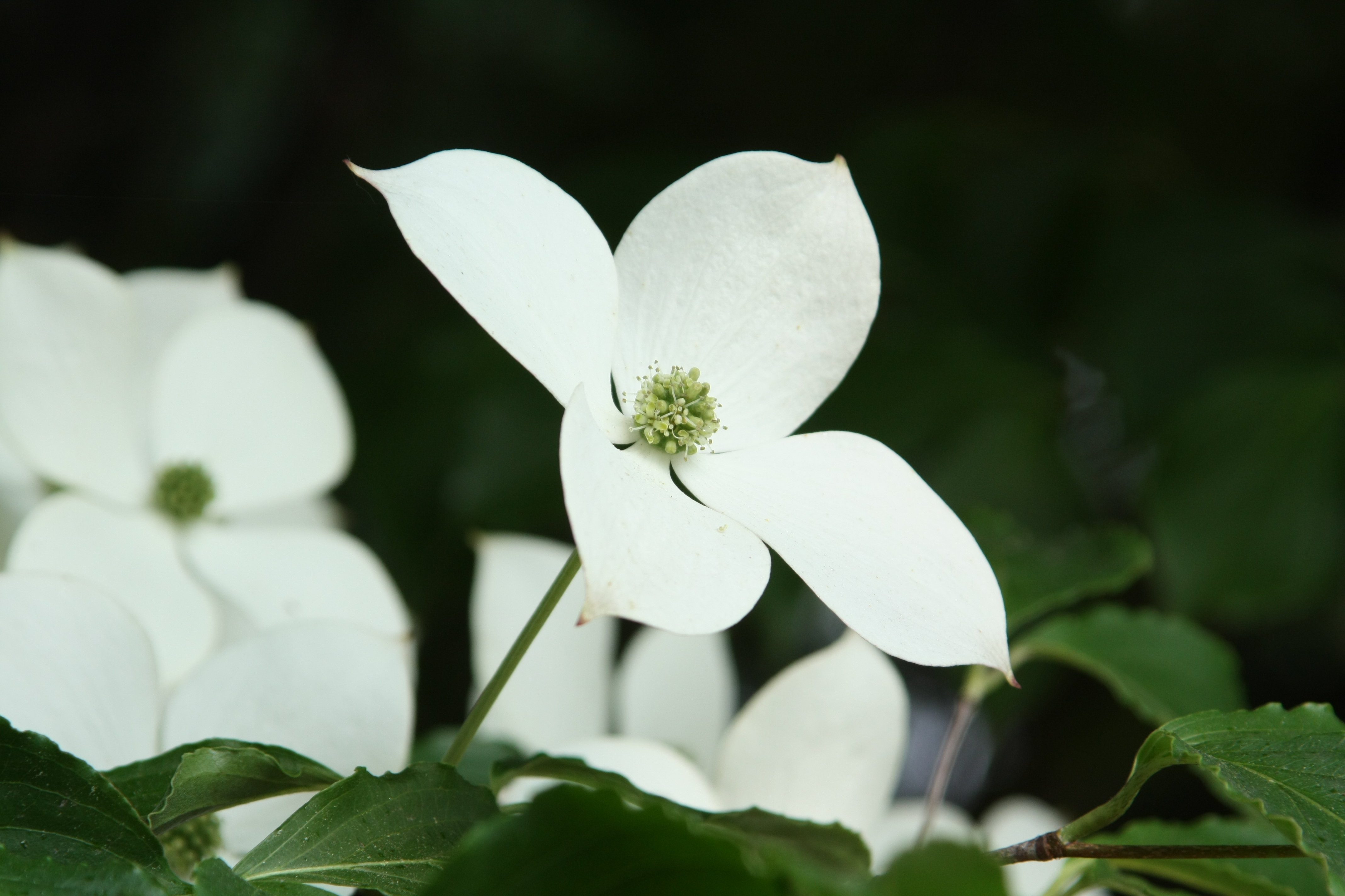 산딸나무 IMG_1040