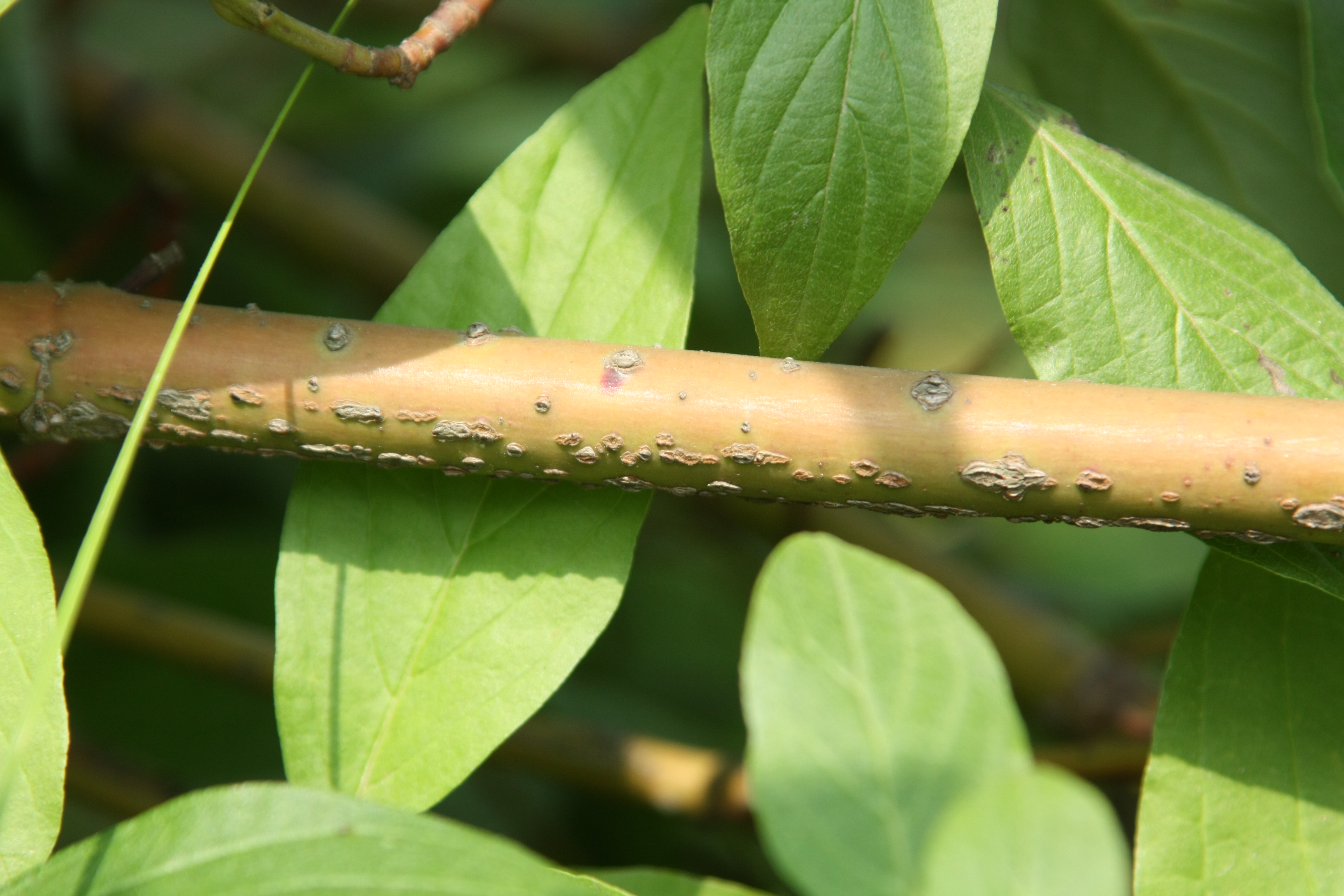 흰말채나무 IMG_4582