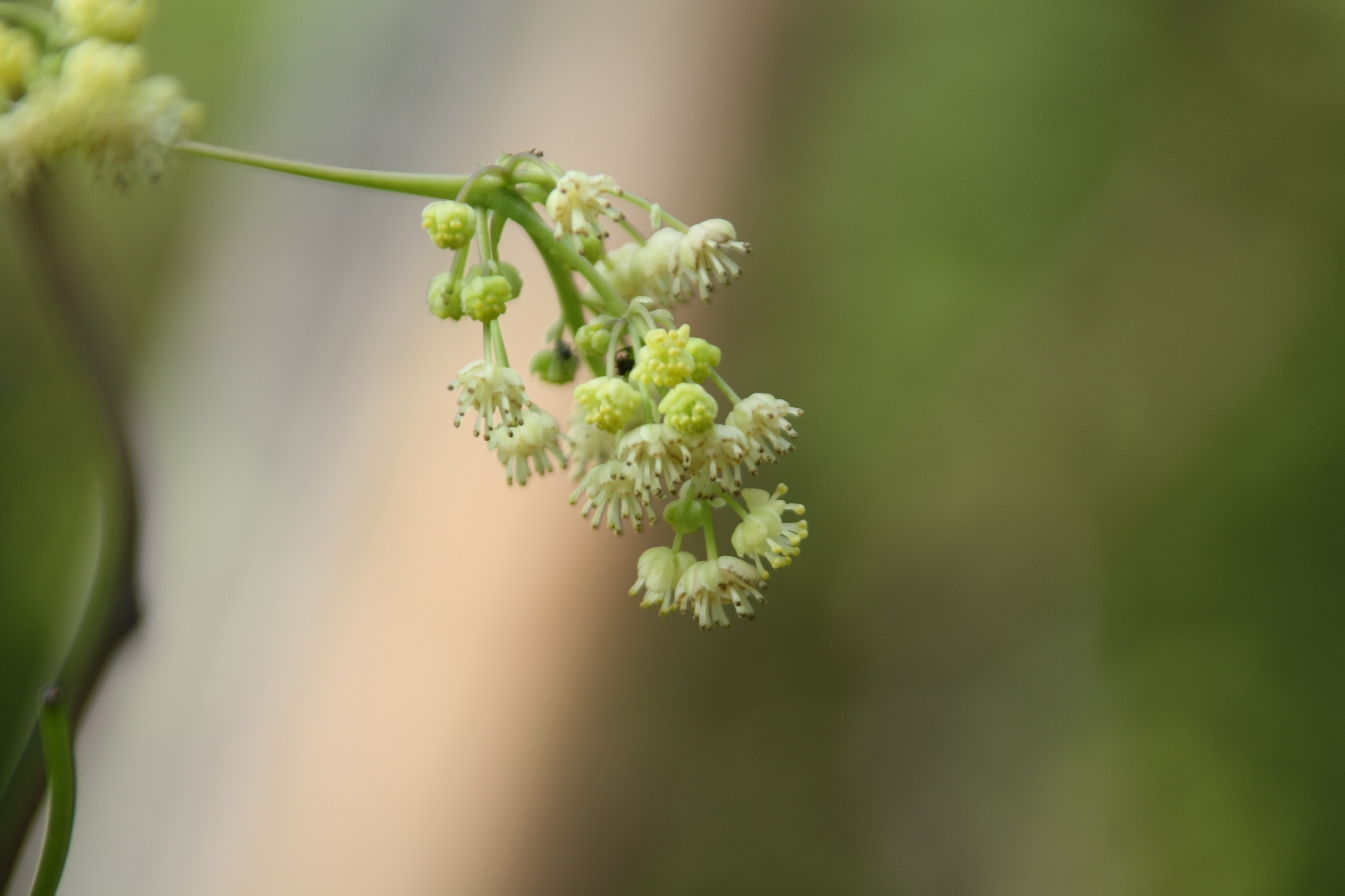 새모래덩굴 IMG_0972