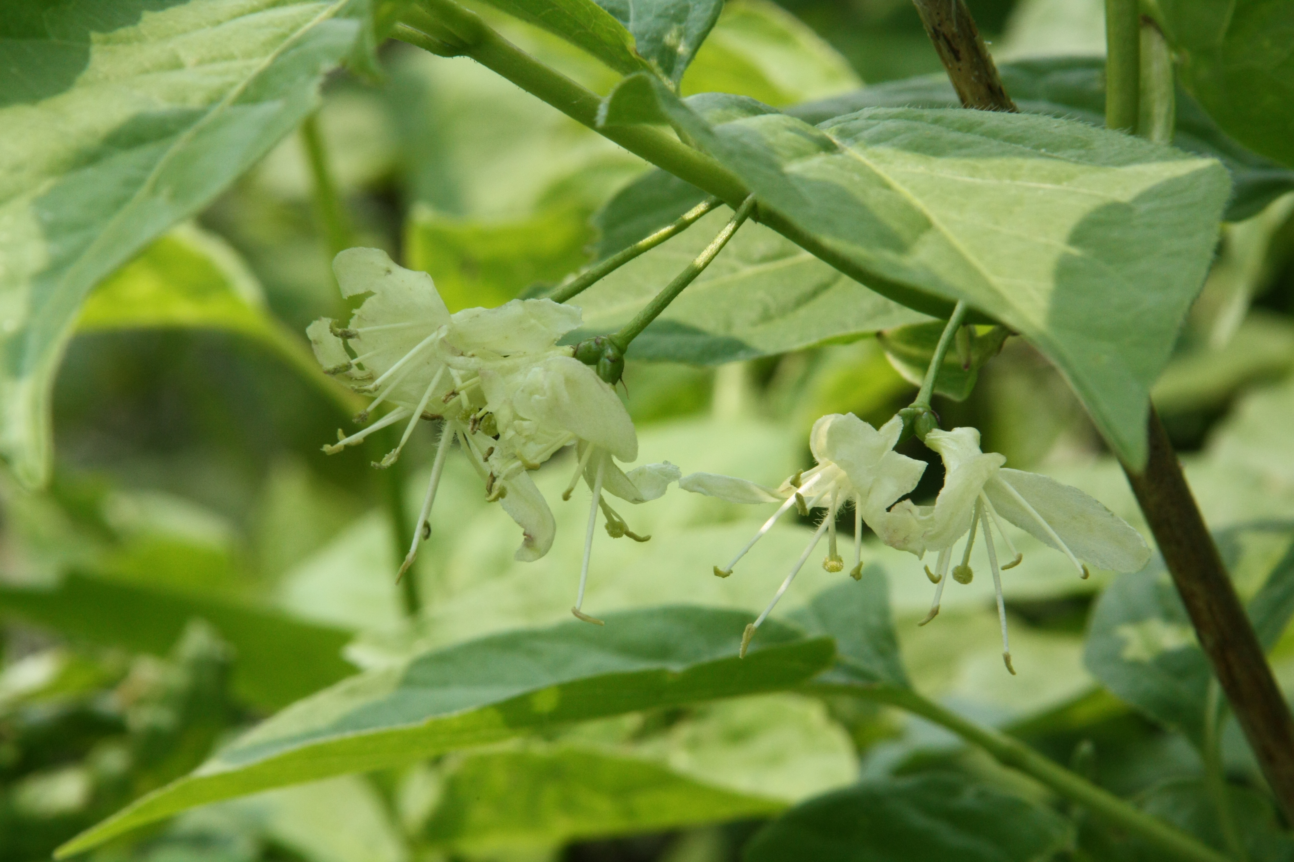 왕괴불나무 인동과 Lonicera sp. 덕유산(설천봉-향적봉) 090529-11