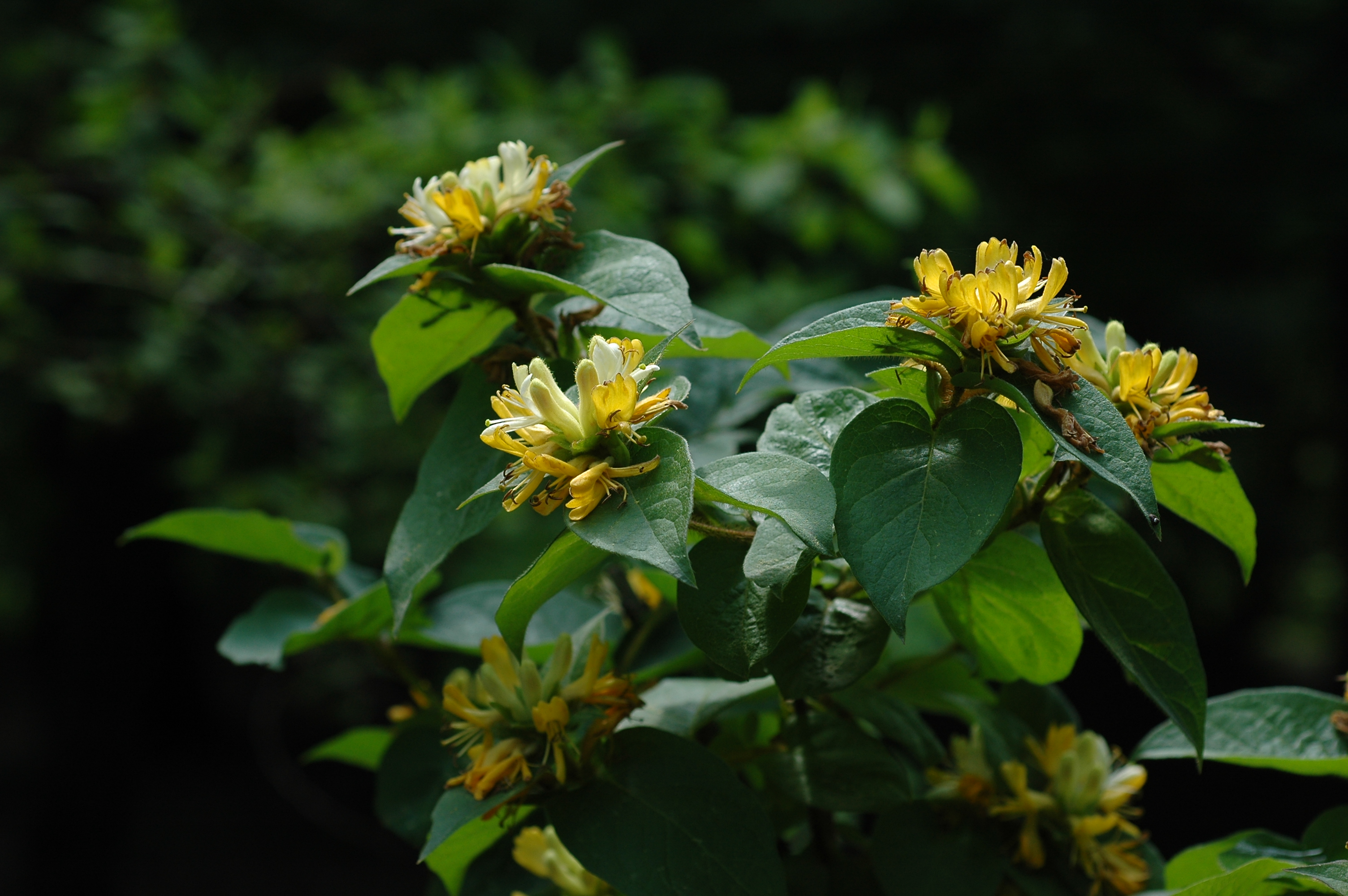 구슬댕댕이 IMG_6057