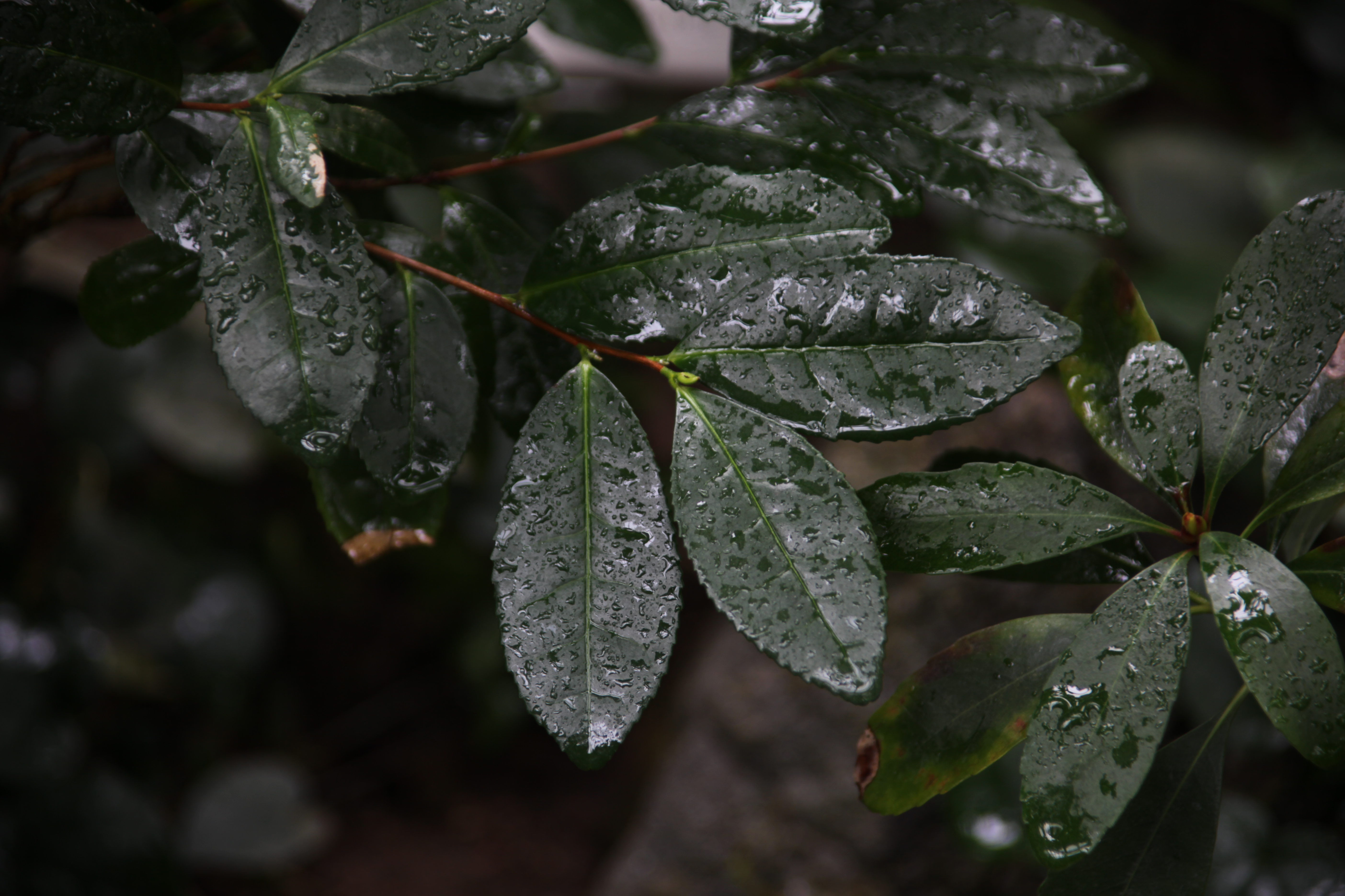 차나무 IMG_7179