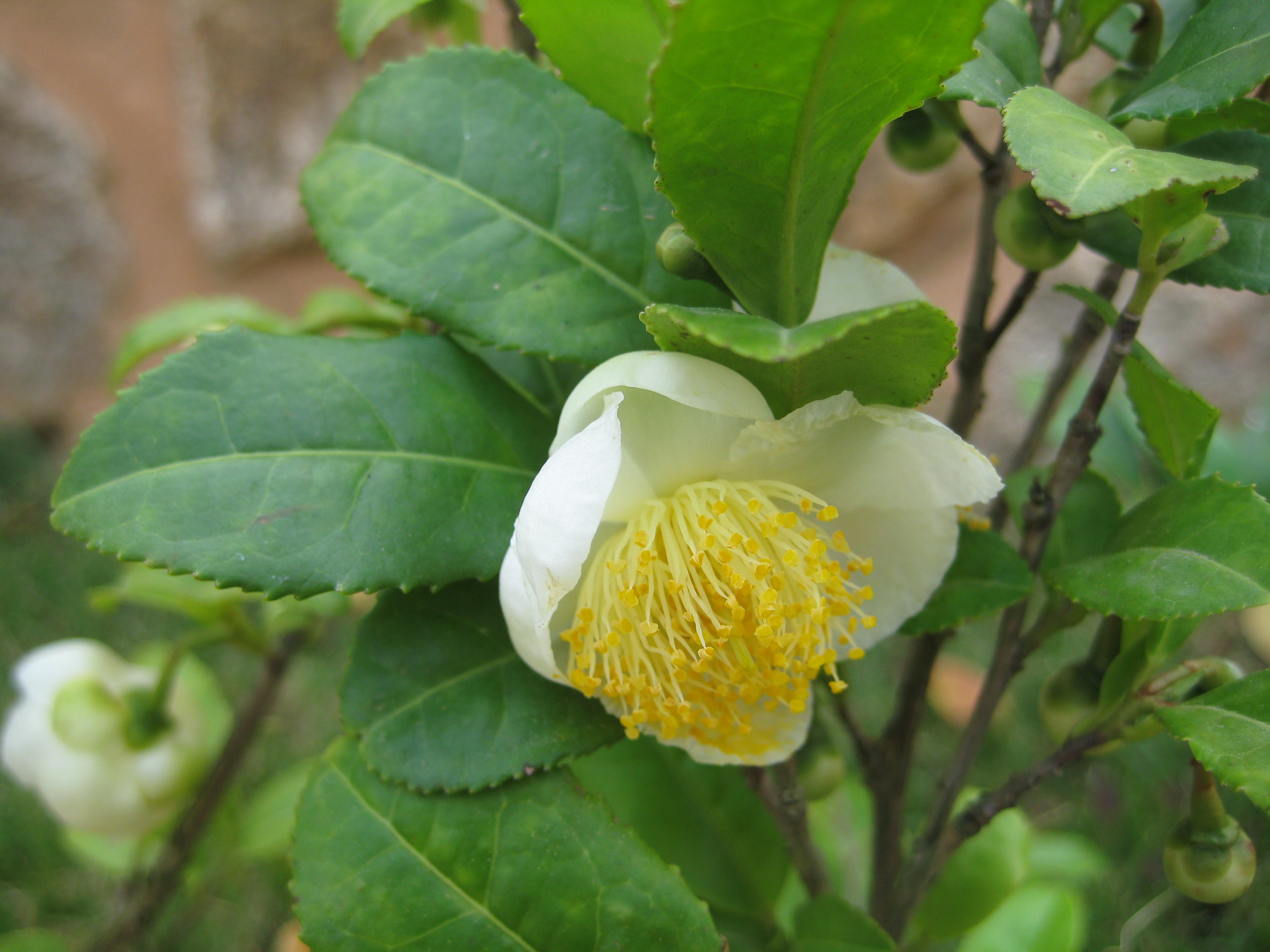 차나무 IMG_9140