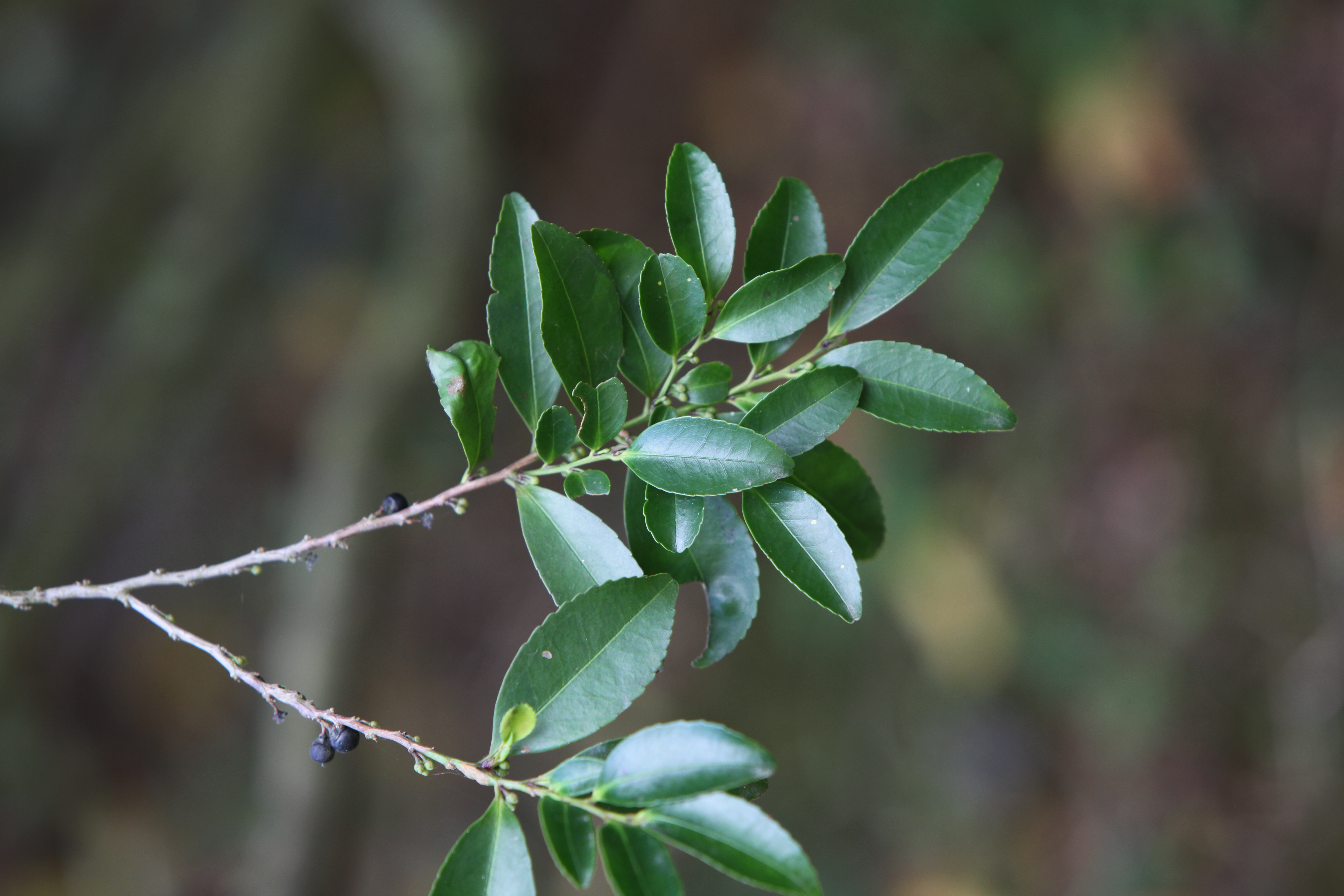 사스레피나무 IMG_6238