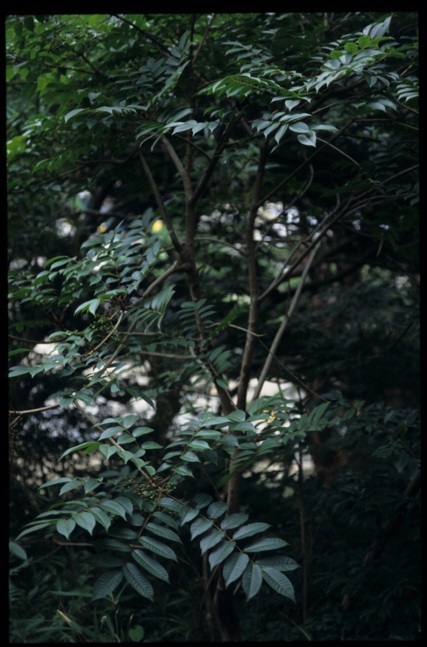 검양옻나무 283-검양옻나무-잎