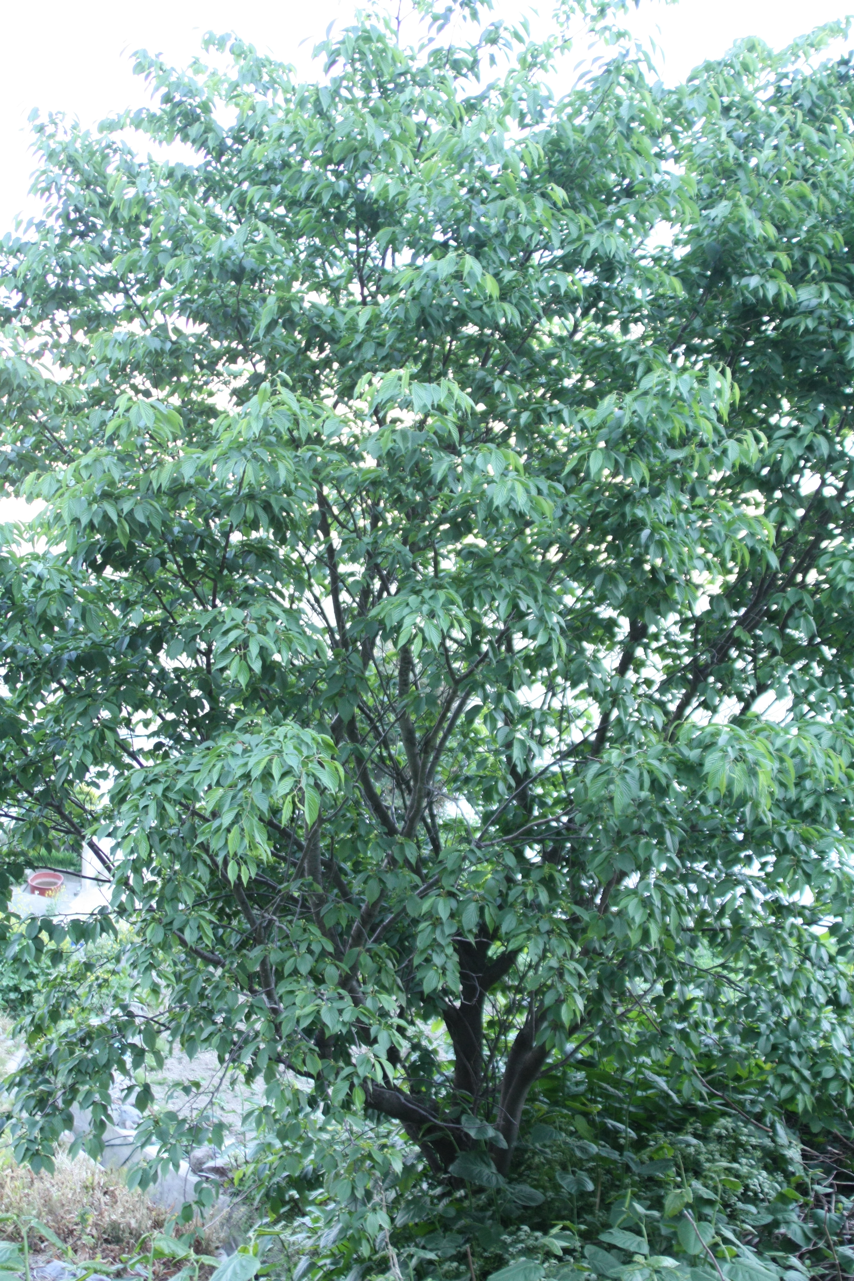 섬벚나무 IMG_6981