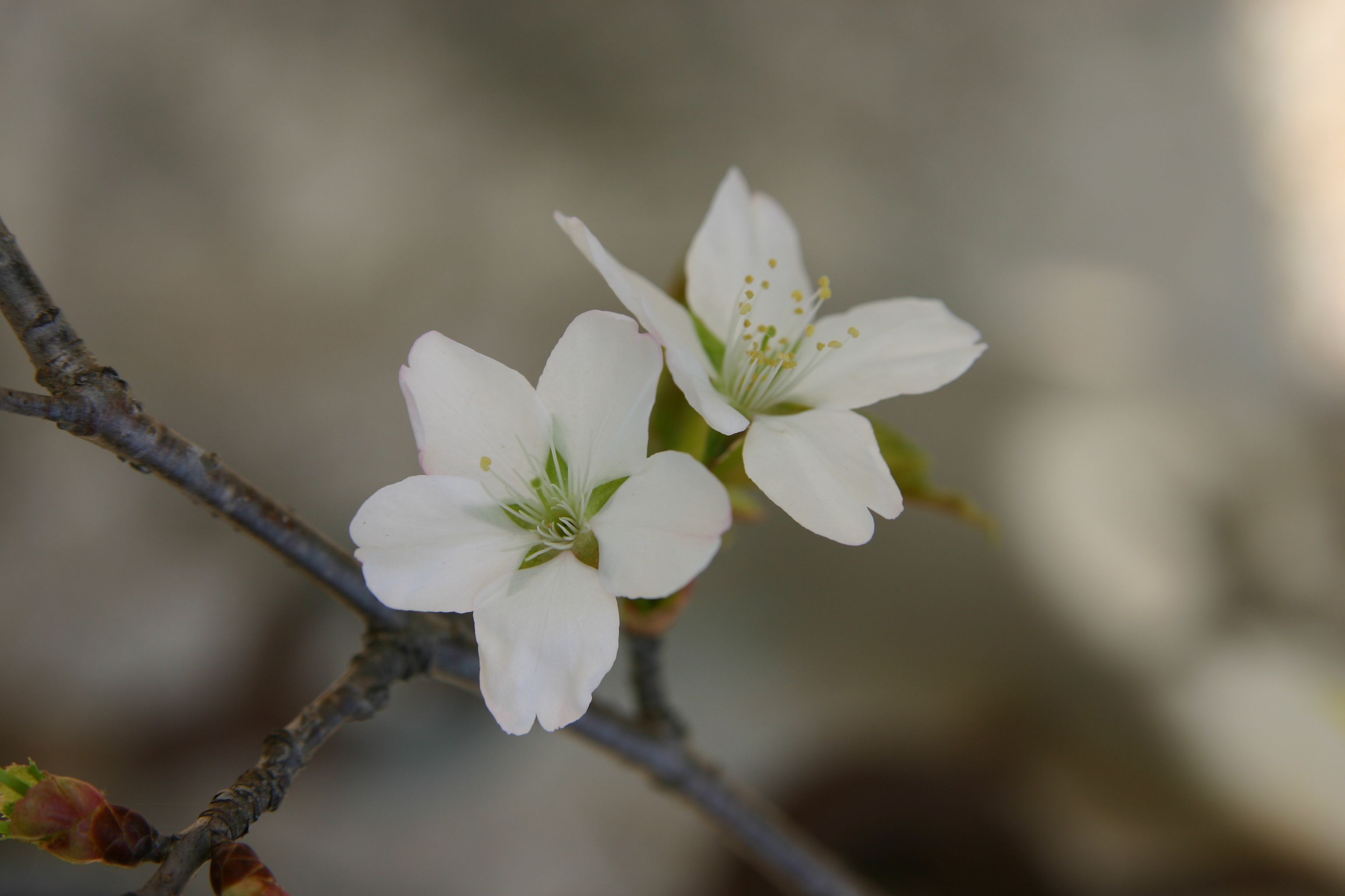 산벚나무 IMG_1547