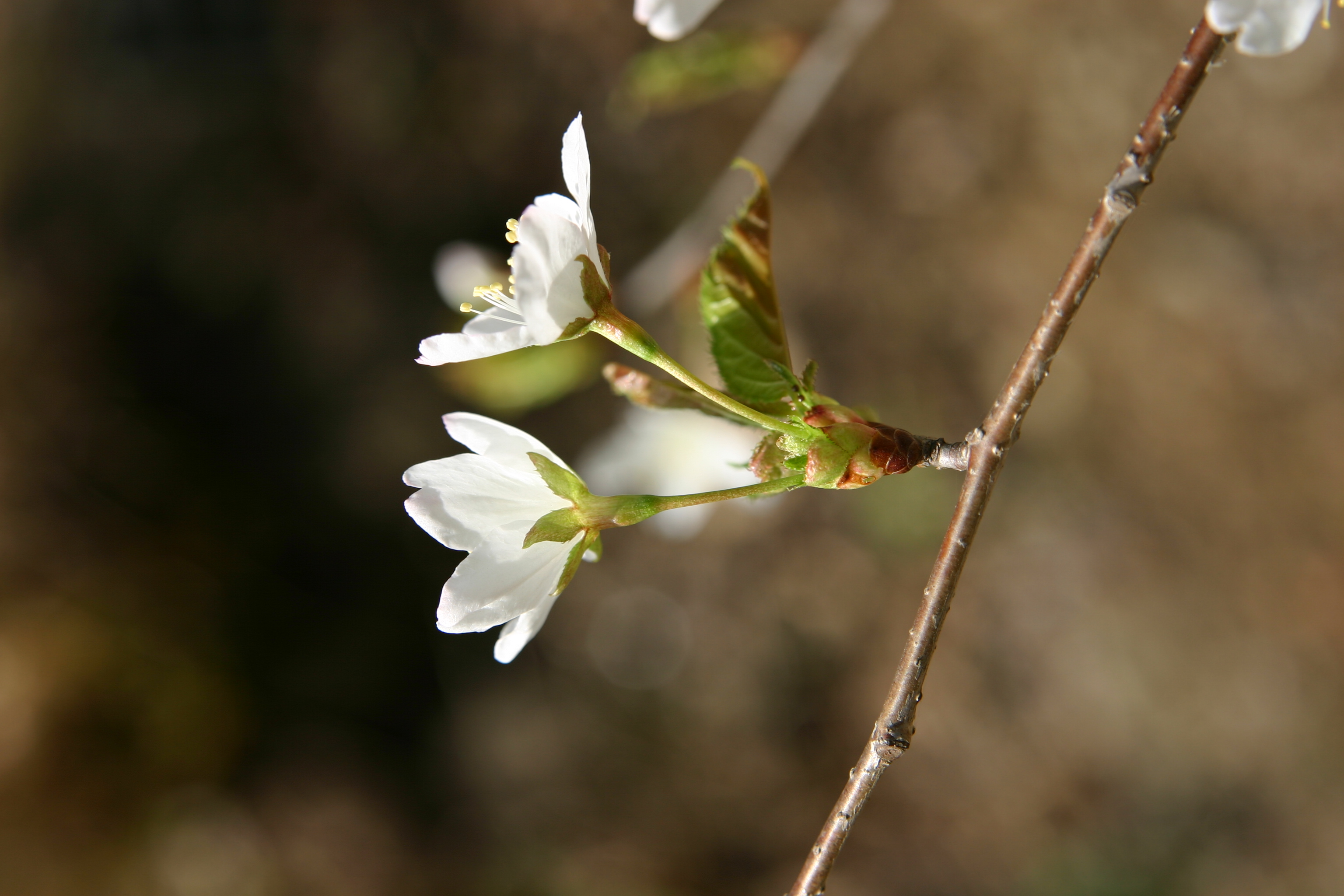 산벚나무 IMG_1553