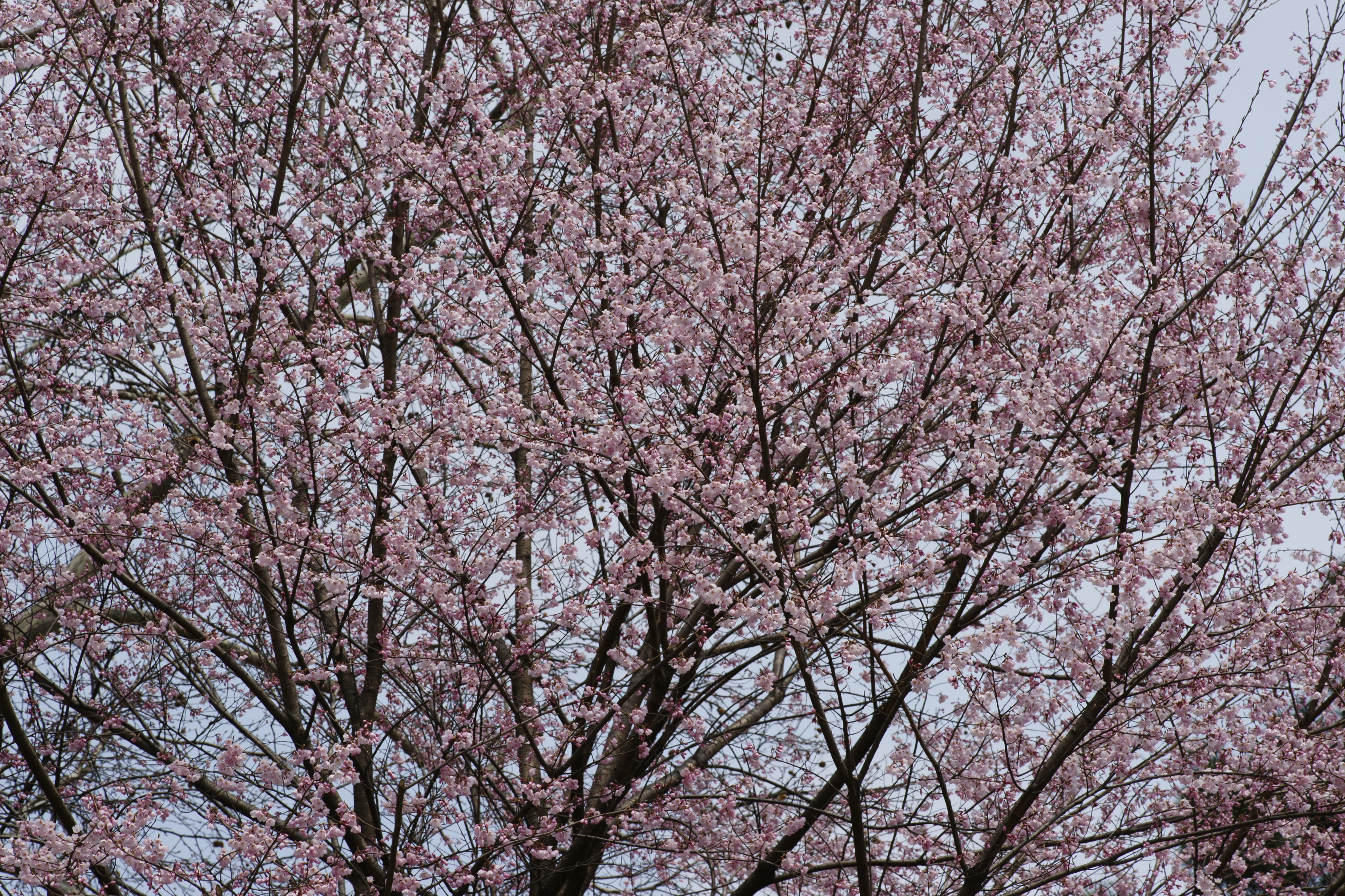 올벚나무 DSC_2496