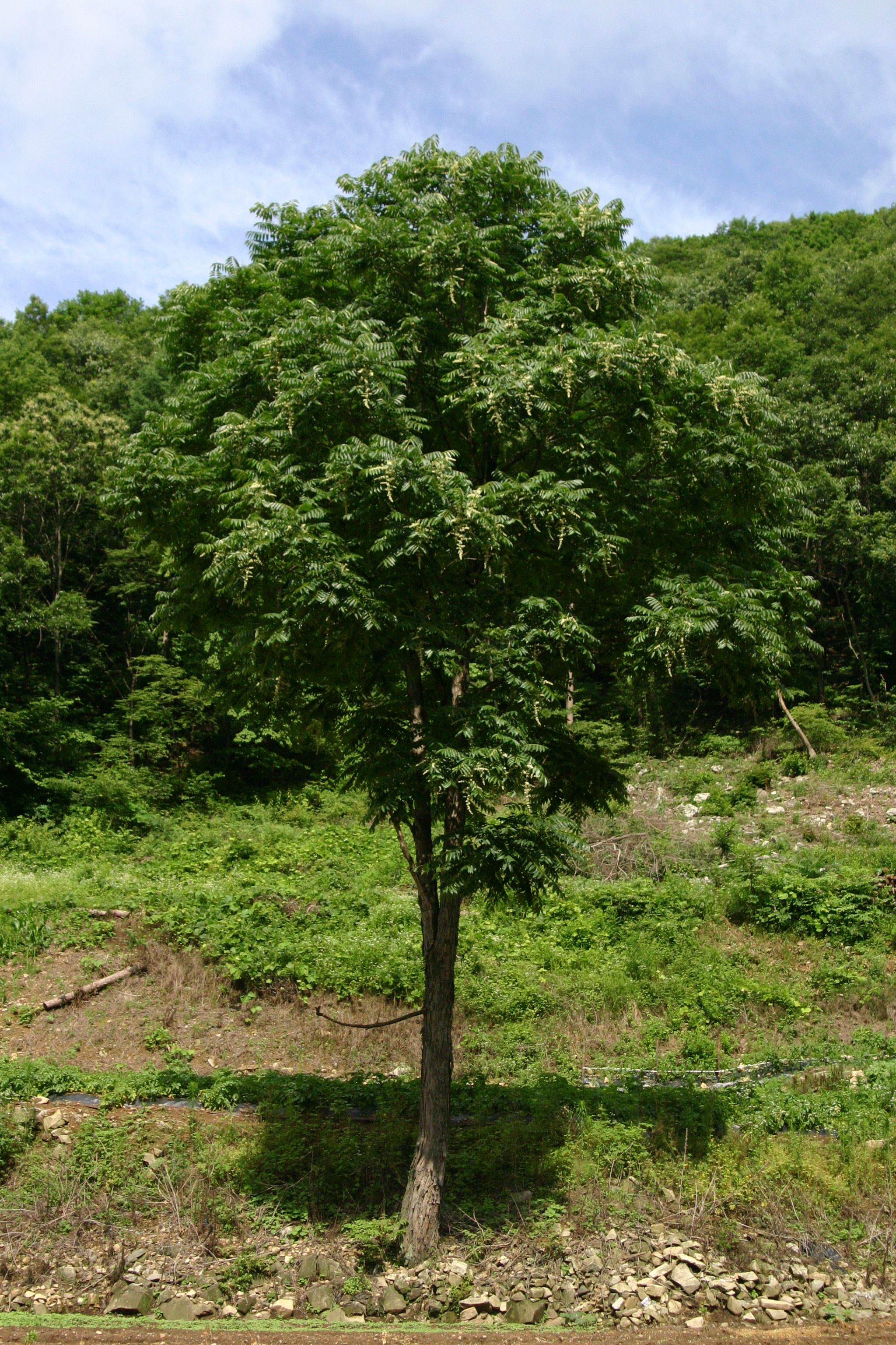 참죽나무(참중나무) 소태나무과 참죽나무 괴산(이곡리) 090621-3