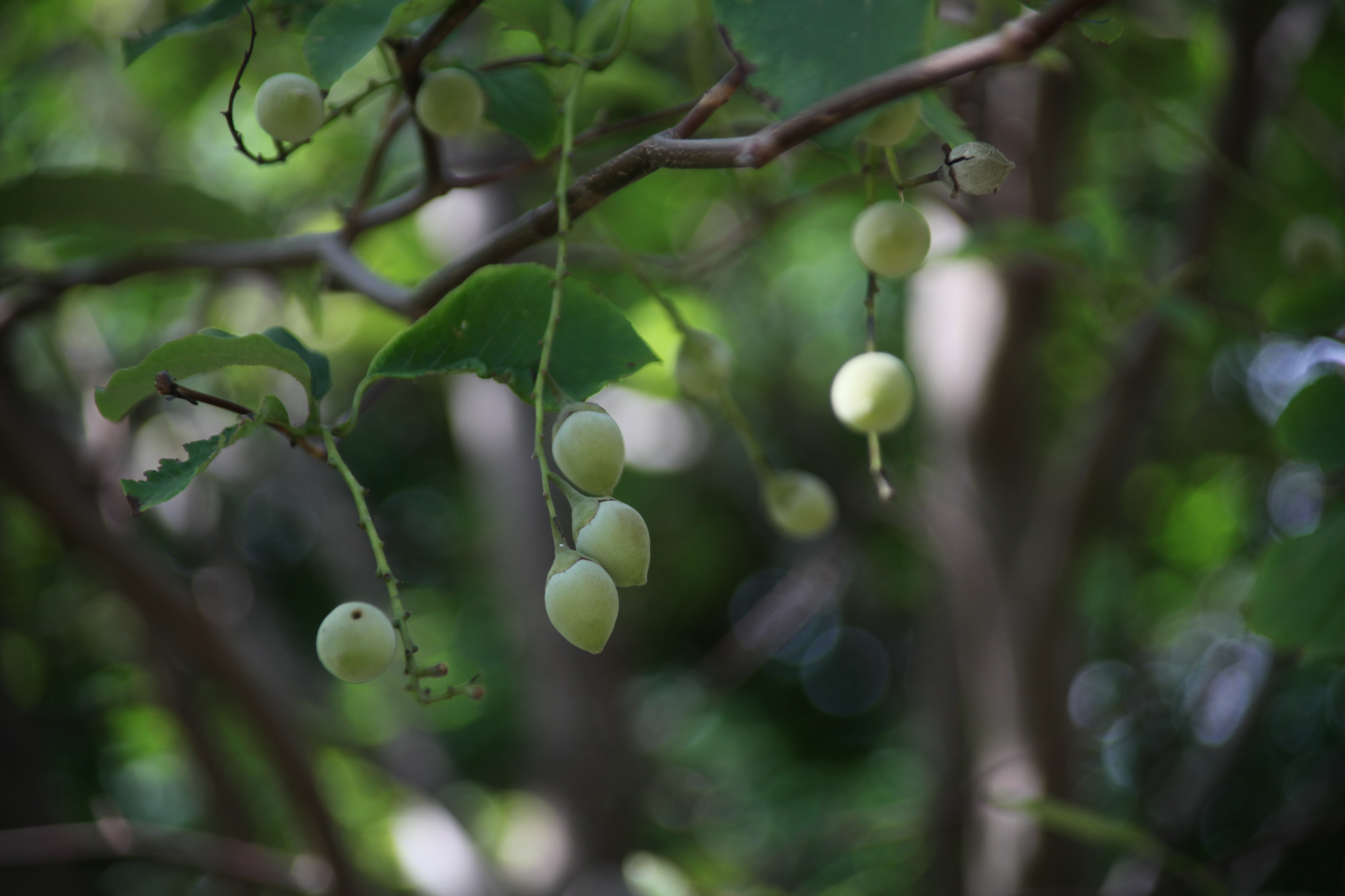 쪽동백나무 IMG_9652