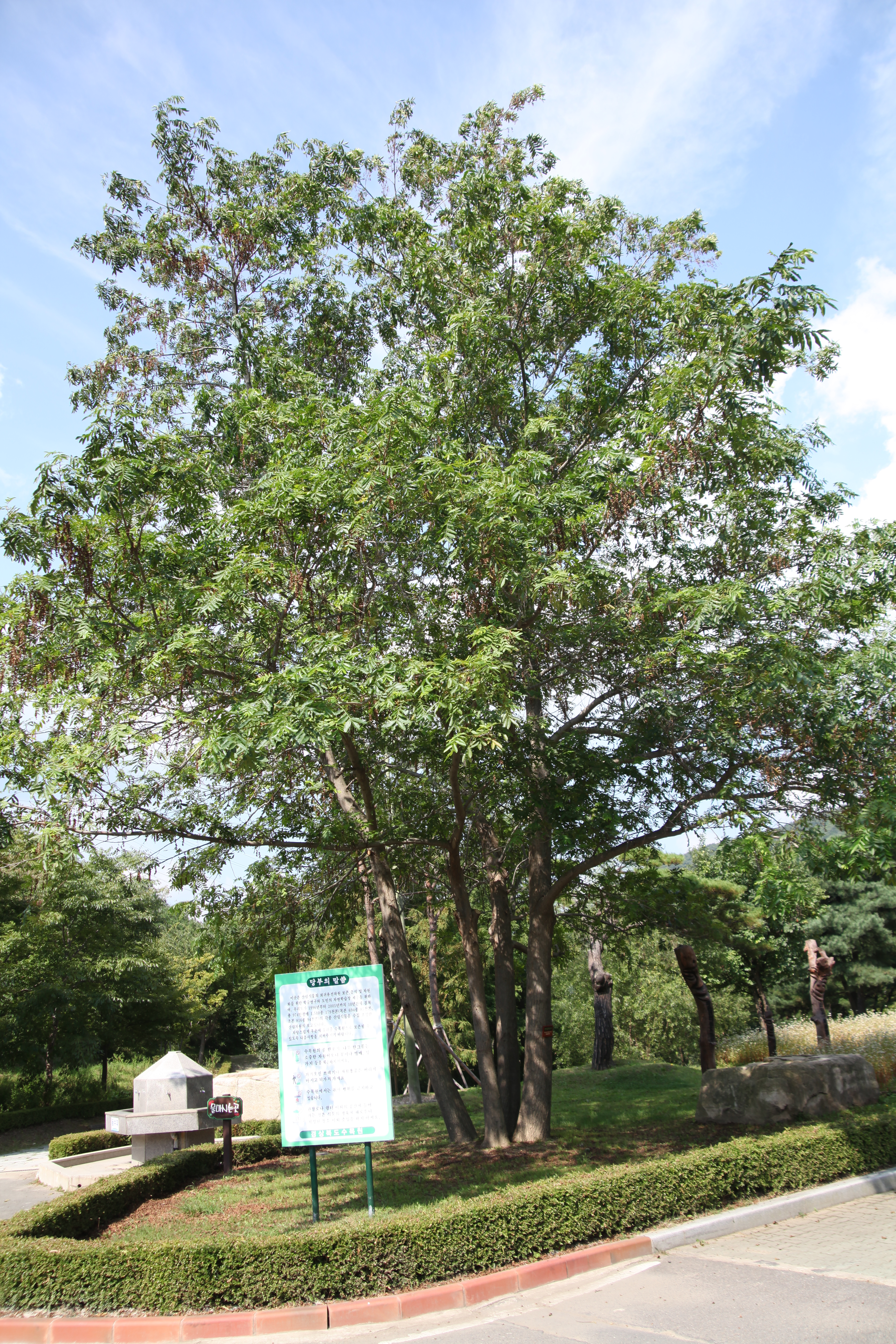 중국굴피나무 DSC_0785