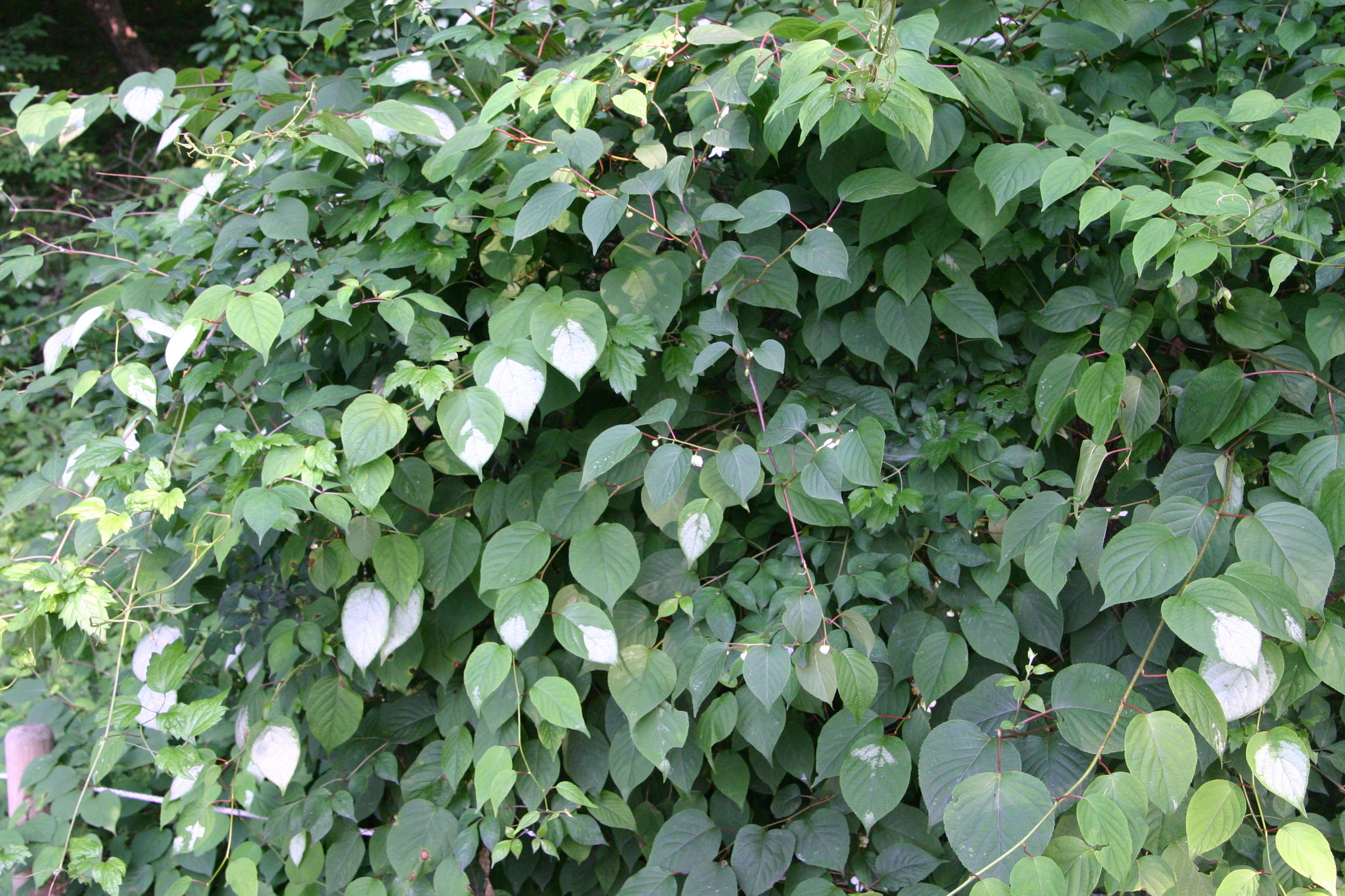 개다래 IMG_4093