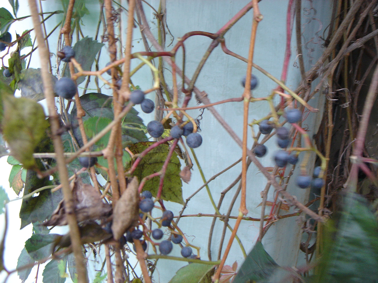 미국담쟁이덩굴 IMG_5365