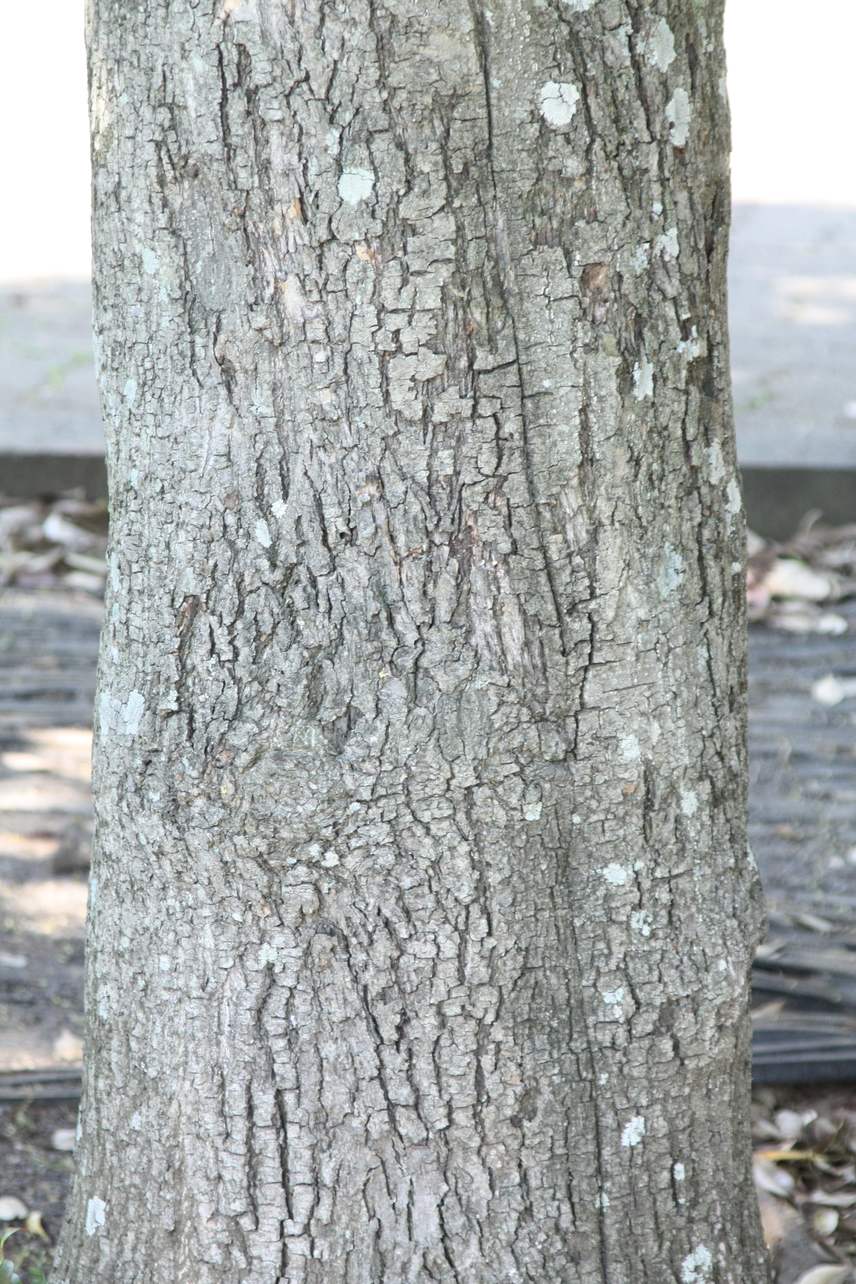 구실잣밤나무 IMG_9069