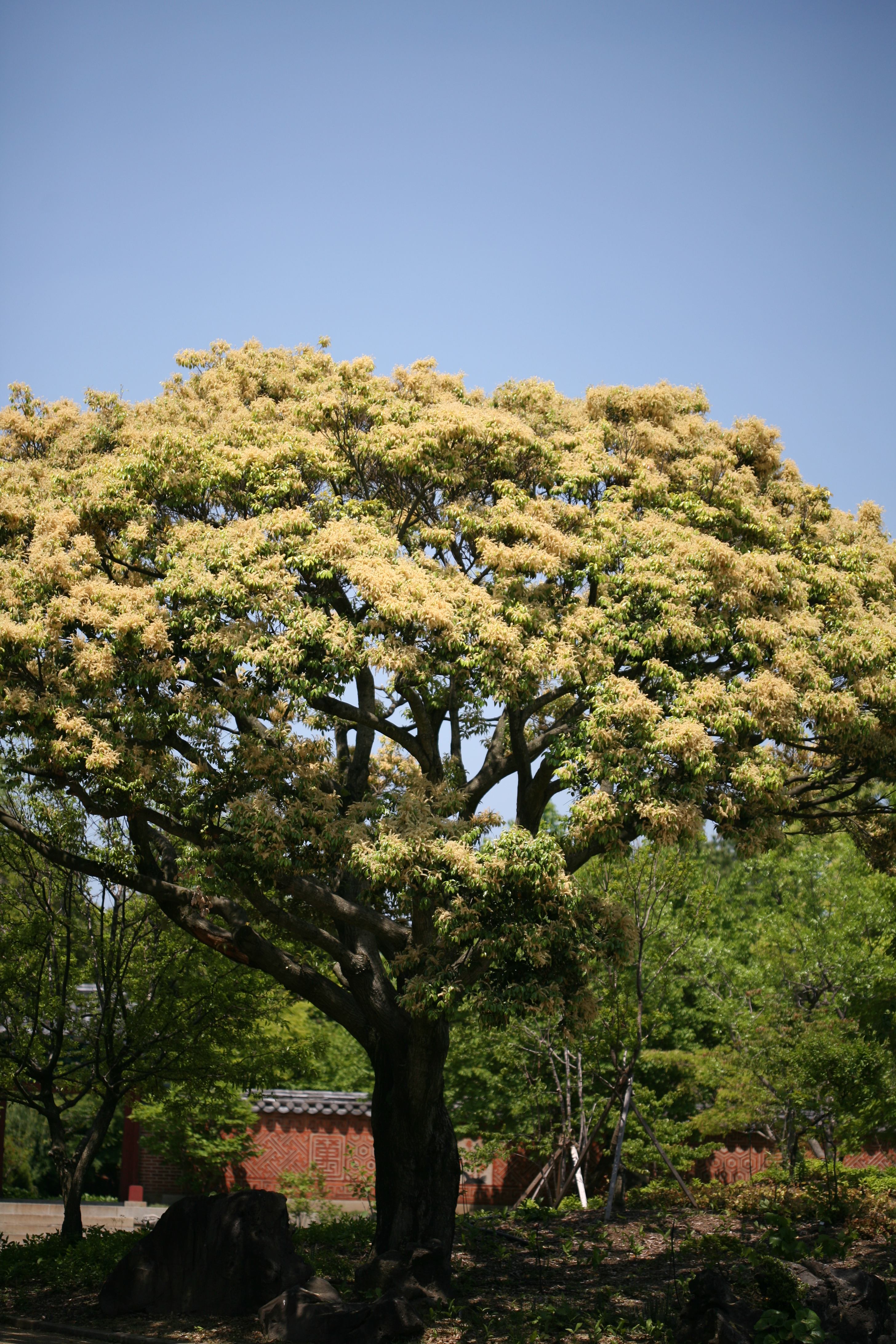 구실잣밤나무 IMG_0337