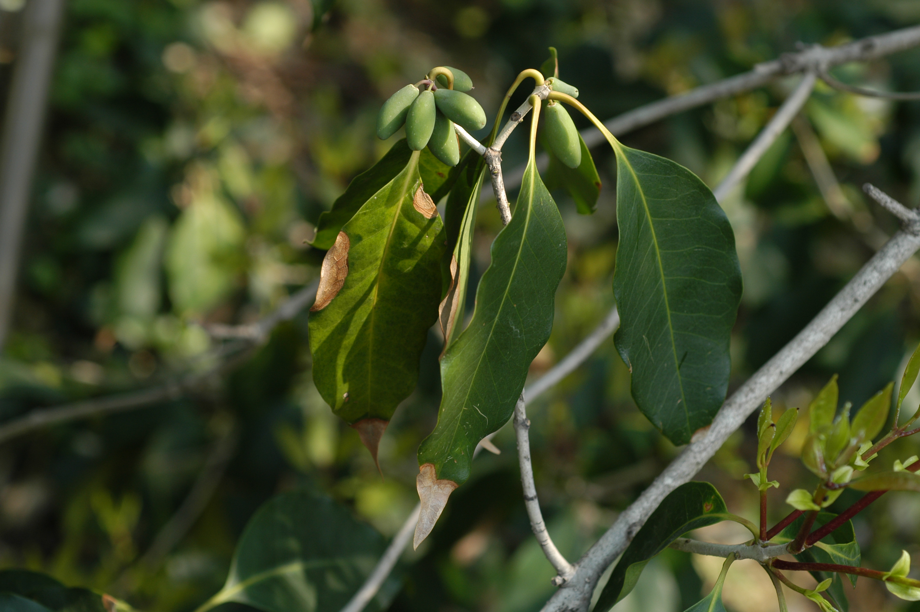 박달목서 DSC_2058