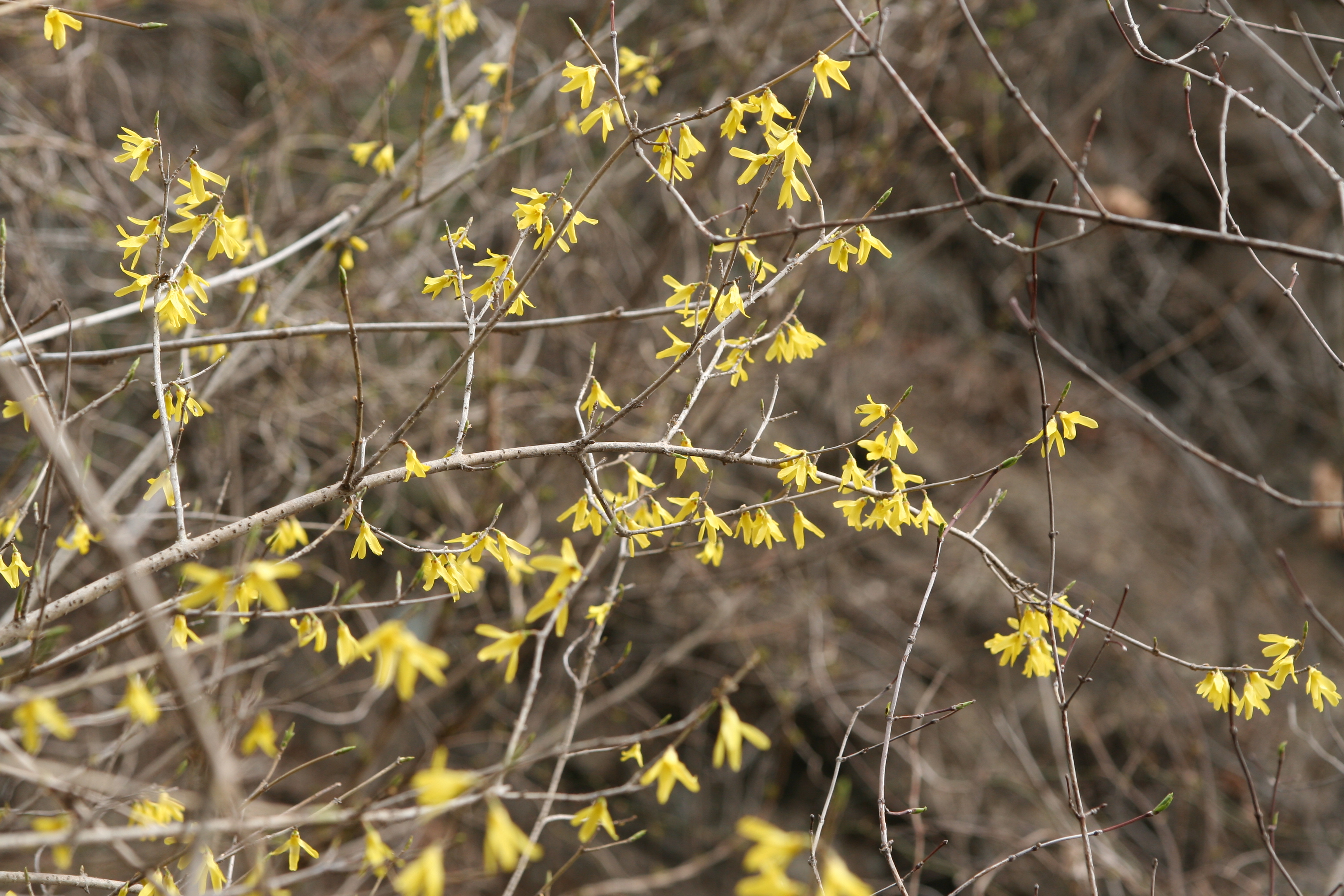 산개나리 물푸레나무과 산개나리2 홍릉수목원 080407