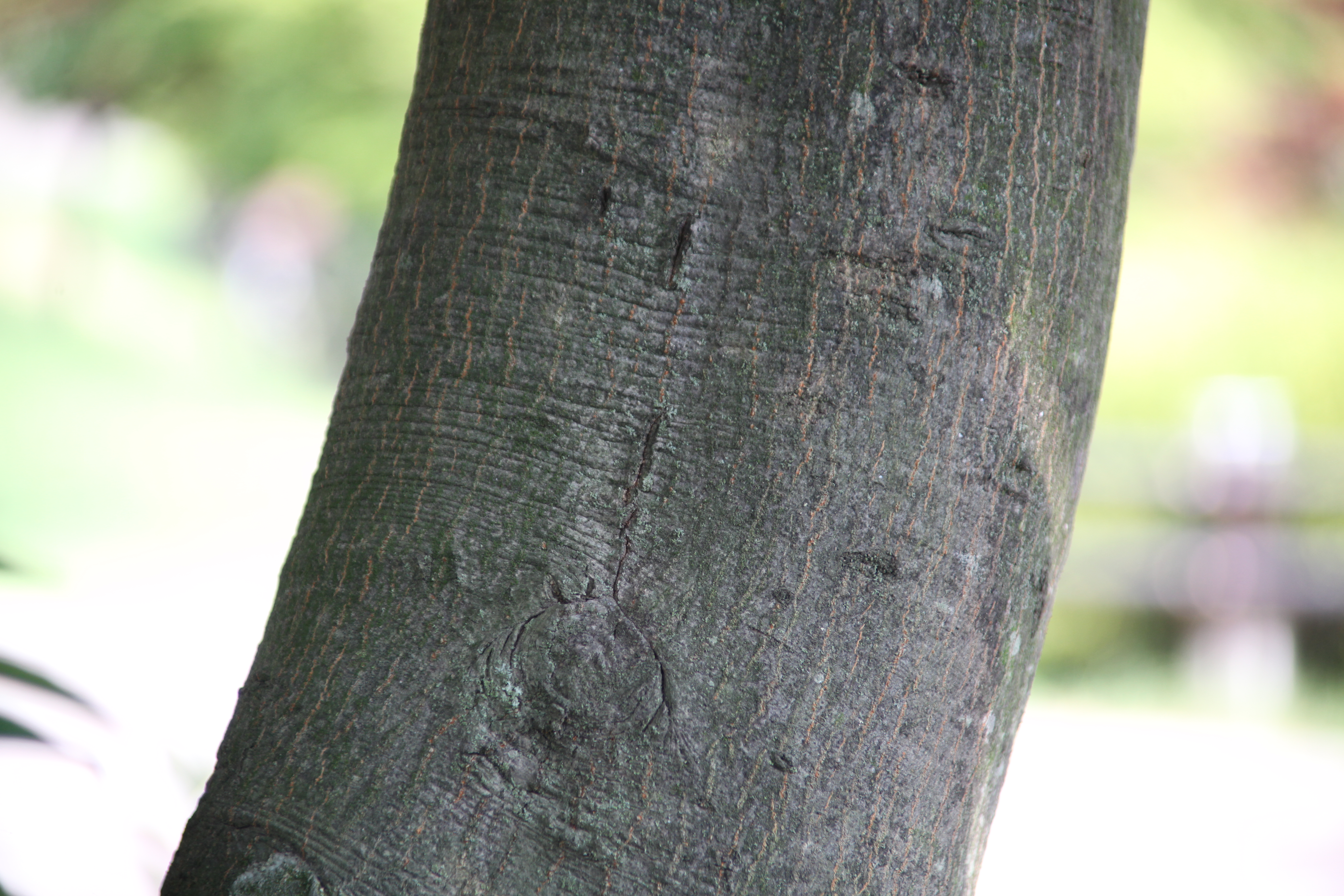 종가시나무 Quercus glauca_종가시나무_090624_01