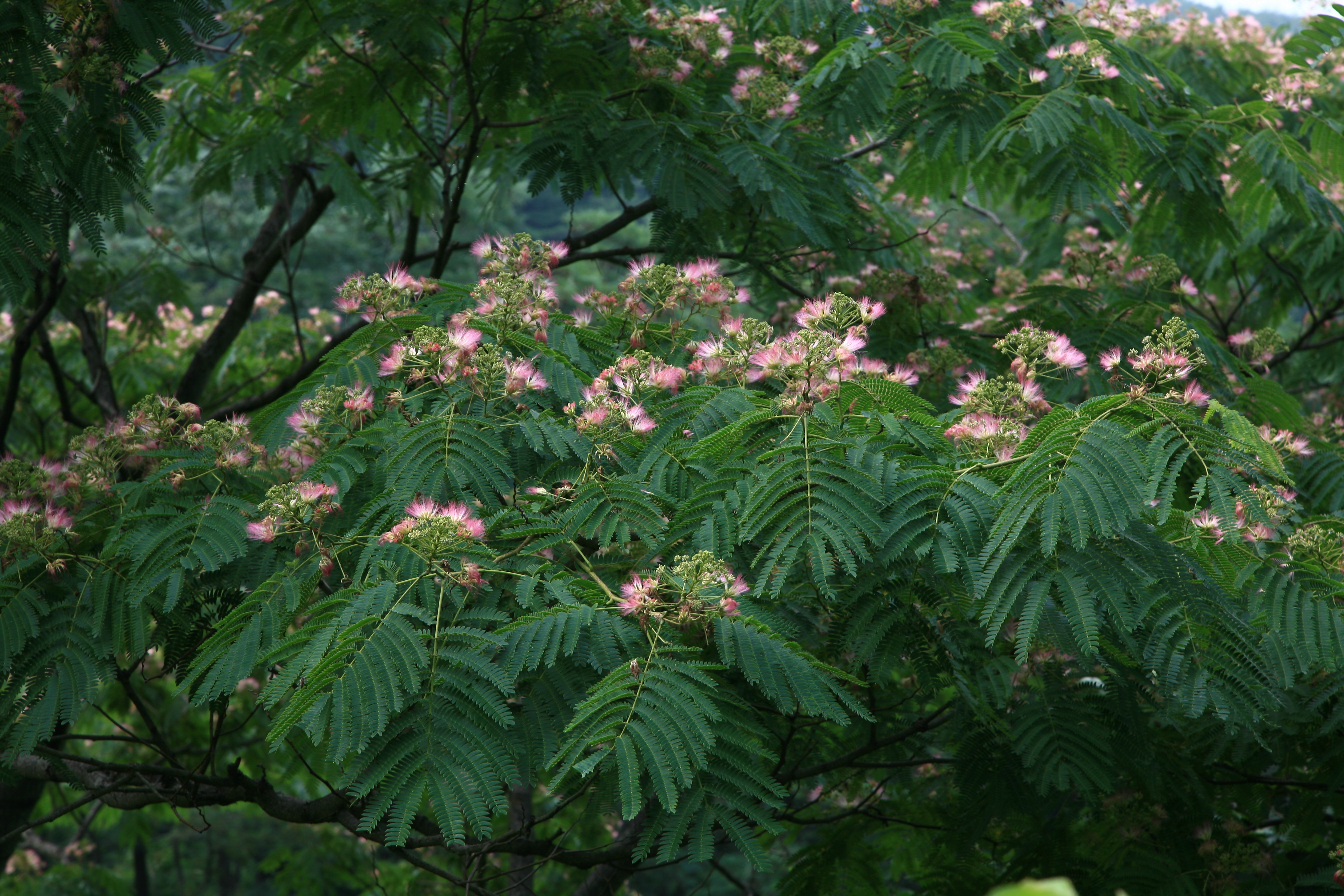 자귀나무 자귀나무20090704경남함안-여항산IMG_8420