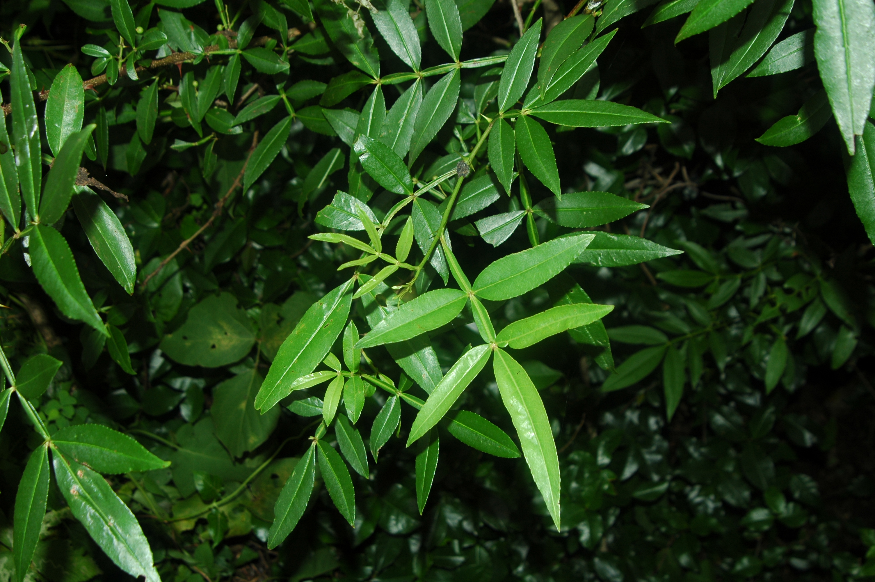 개산초 IMG_6011