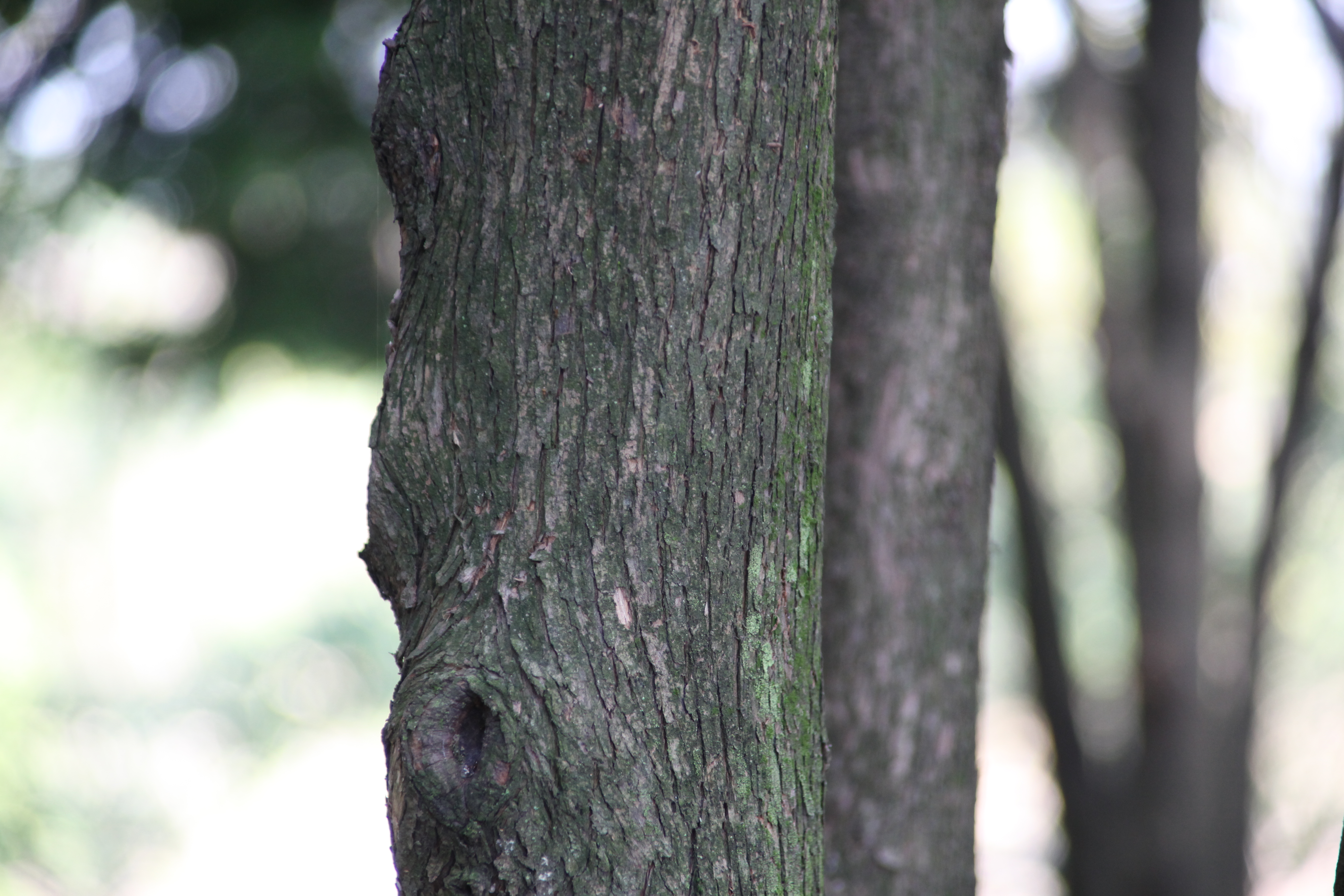측백나무 IMG_6637