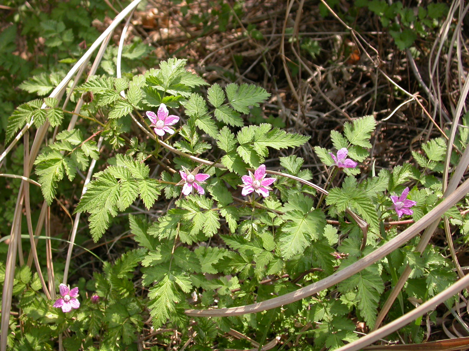 줄딸기 줄딸기(꽃)-작대산-20090409