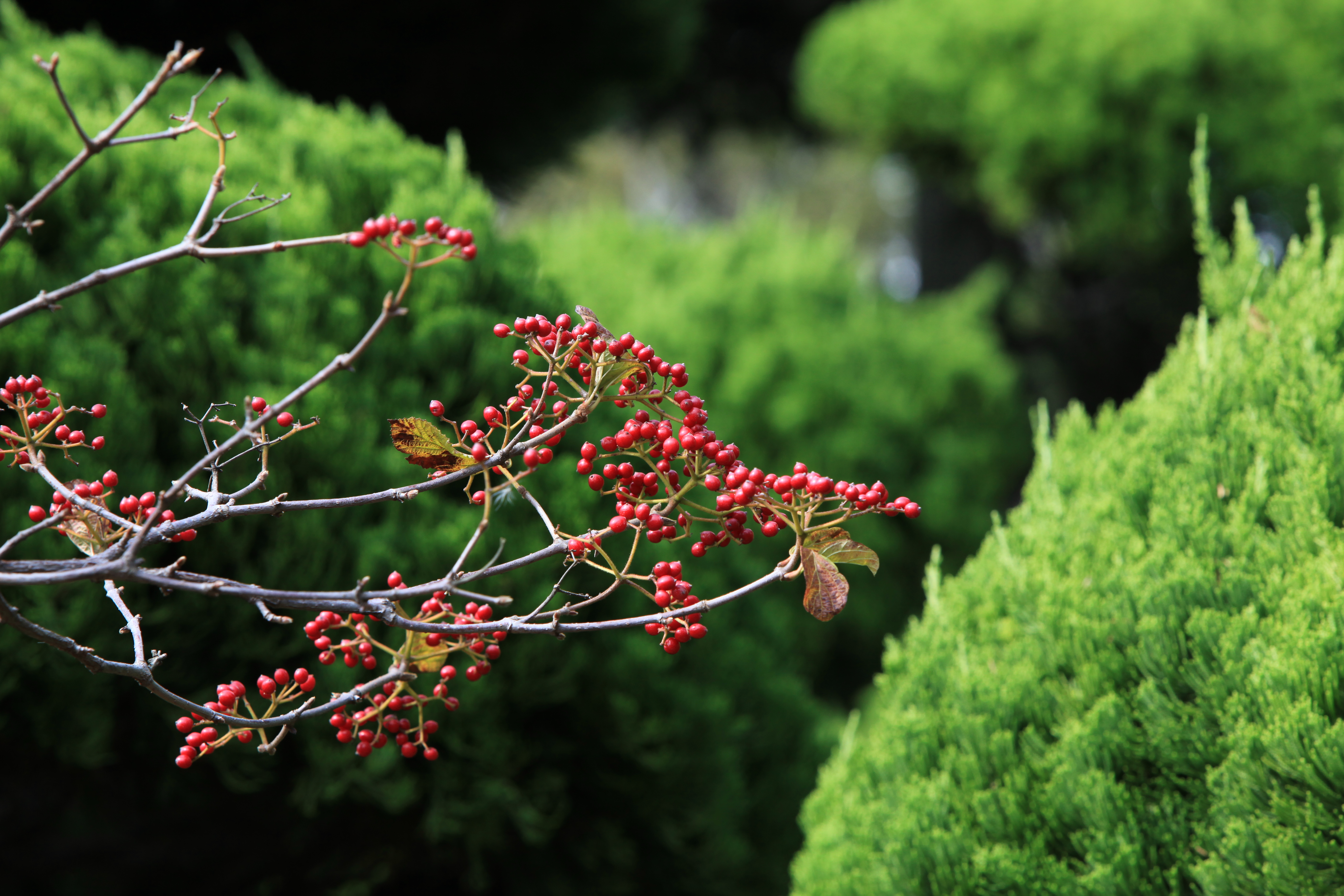 산가막살나무 IMG_6899